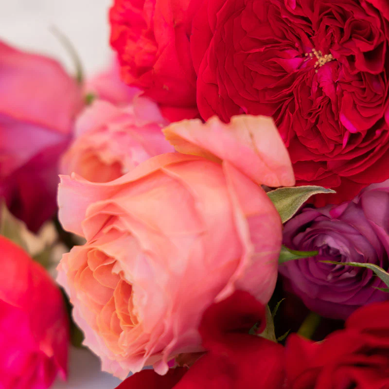 Julia Bouquet - Image 4