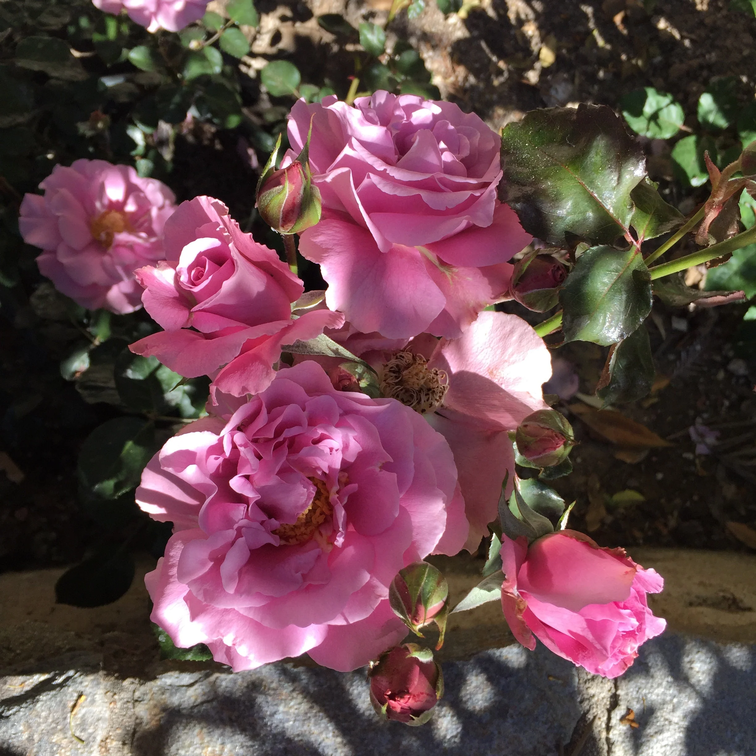 Angel Face Potted Rose Bush - Image 7