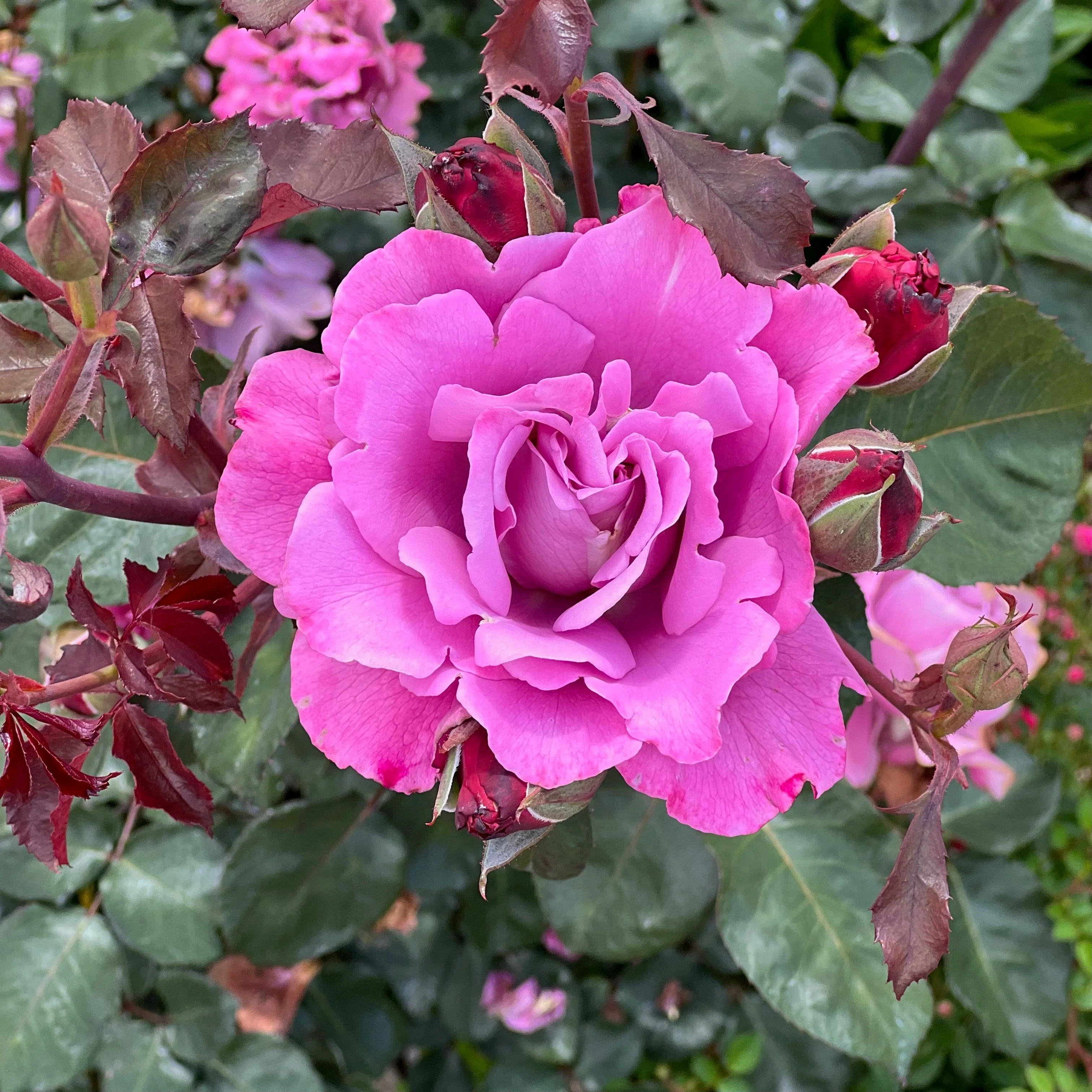 Angel Face Potted Rose Bush - Image 6
