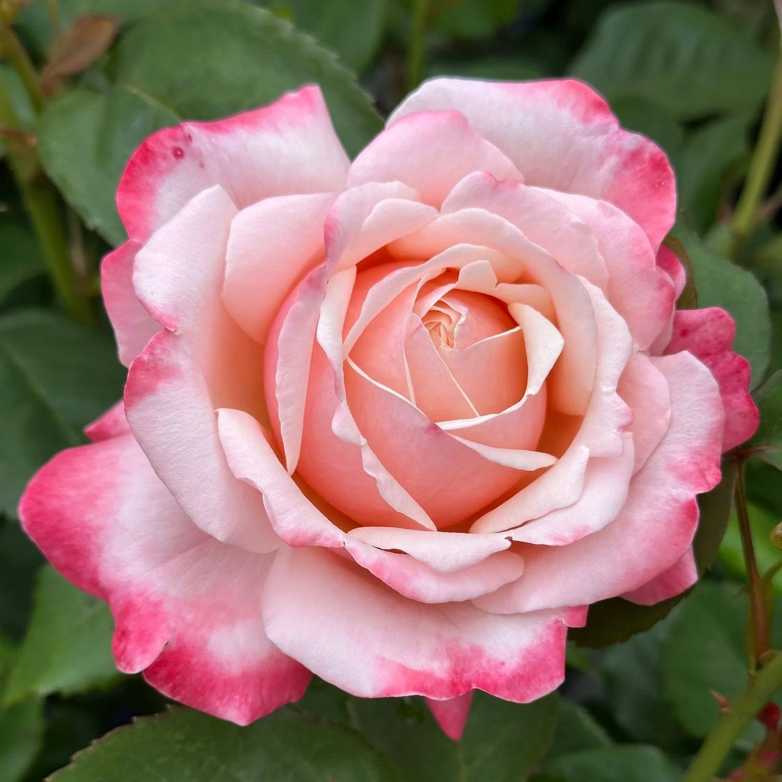 Anne Marie Bare Root Rose Bush - Image 3
