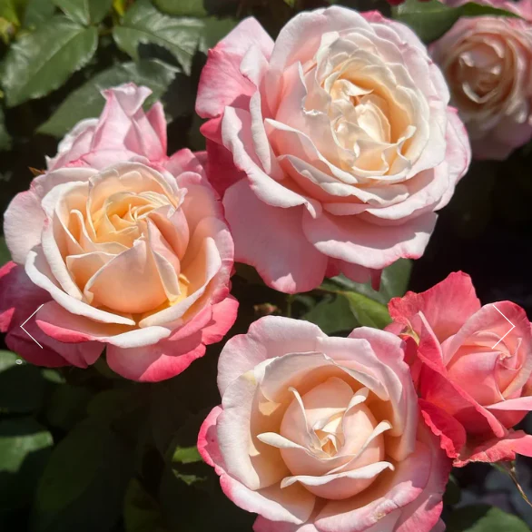 Anne Marie Bare Root Rose Bush - Image 4