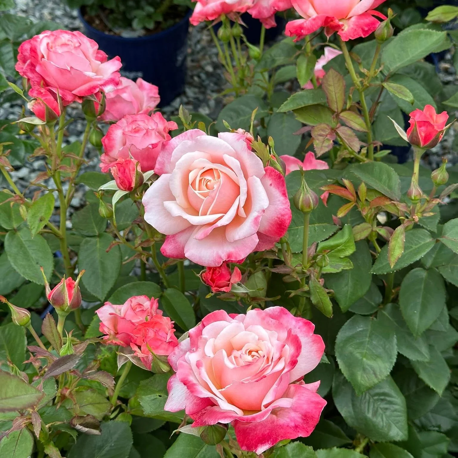 Anne Marie Bare Root Rose Bush - Image 5