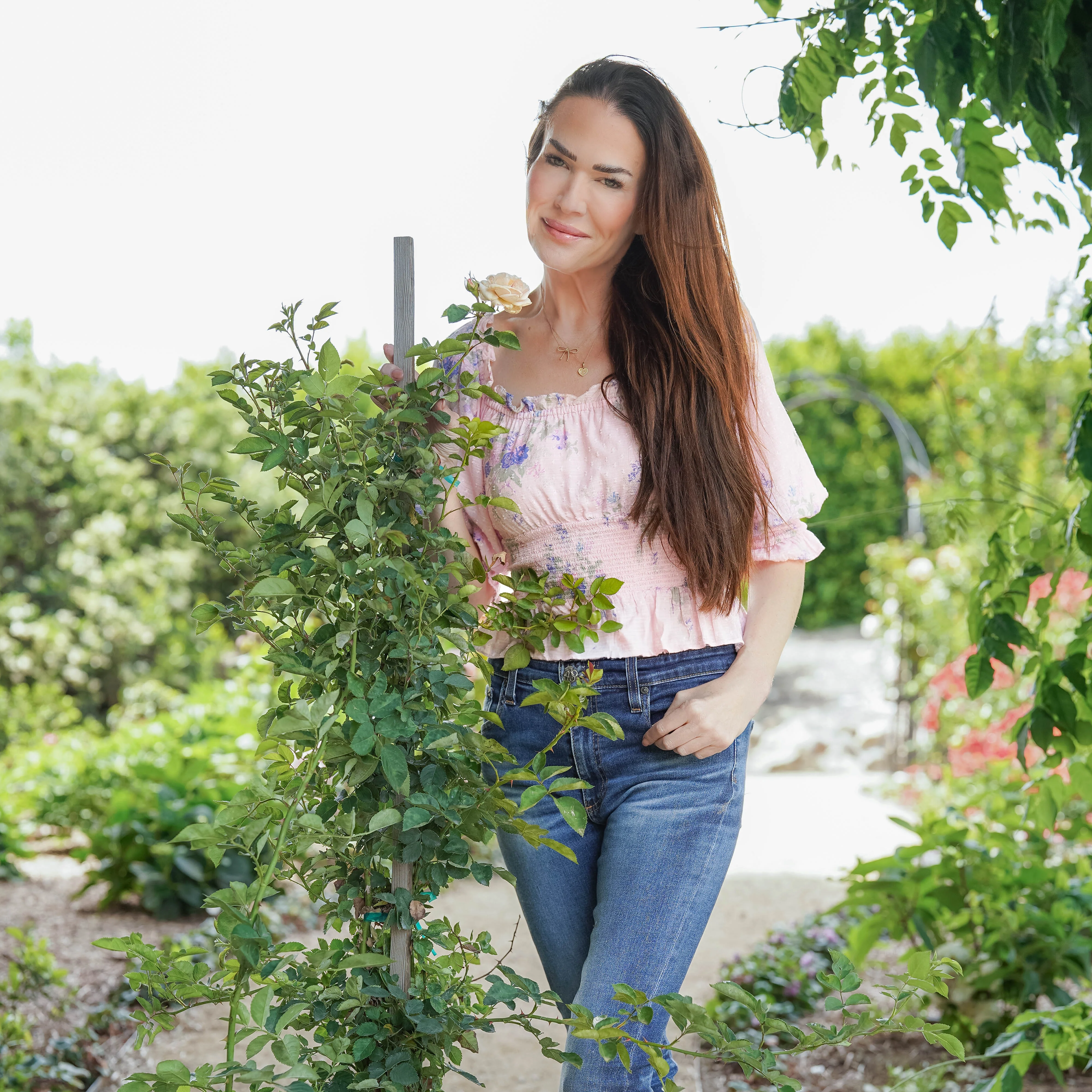Ash Wednesday Potted Climbing Rose - Image 4