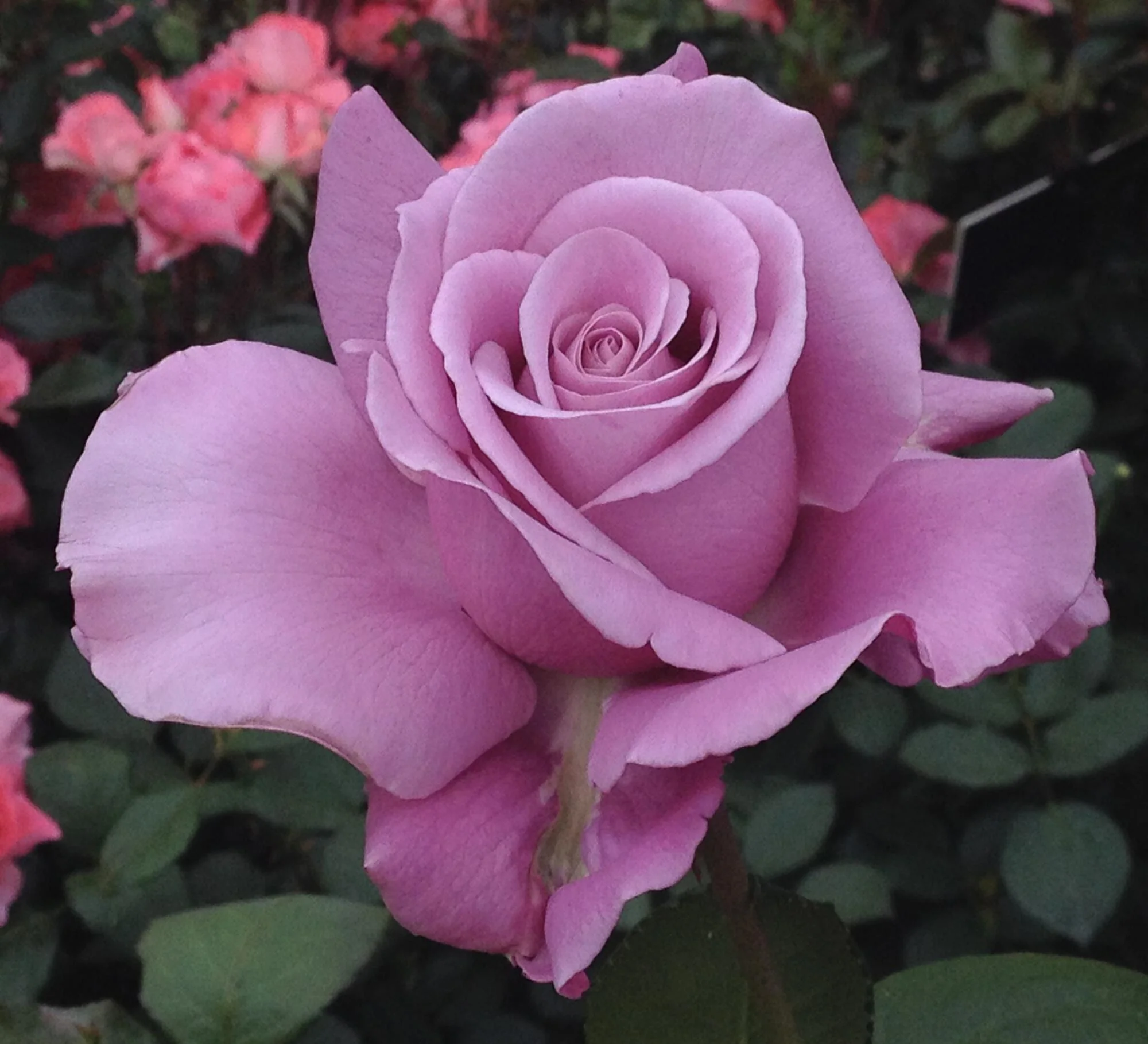 Barbra Streisand Bare Root Rose Bush - Image 4