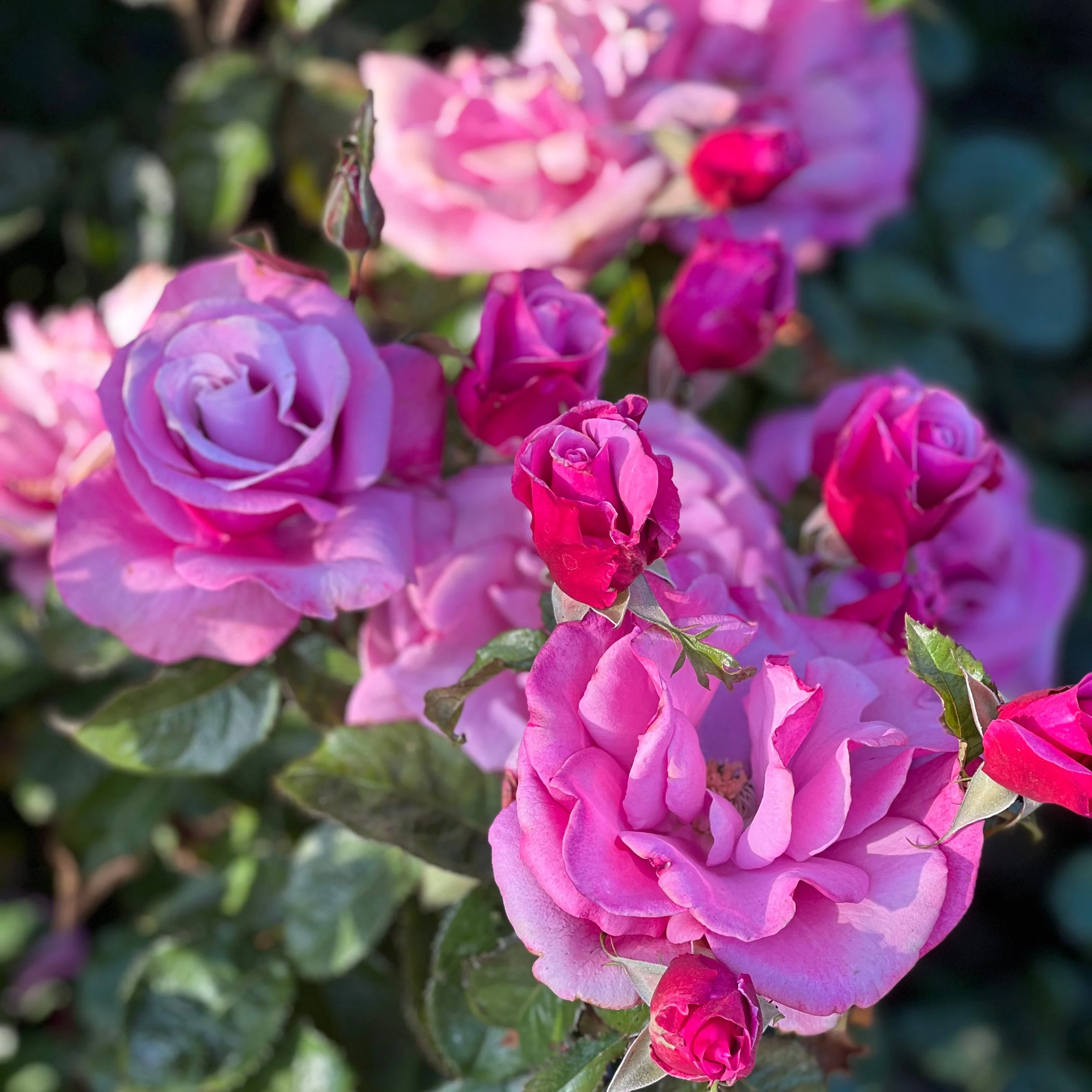 Barbra Streisand Bare Root Rose Bush - Image 6