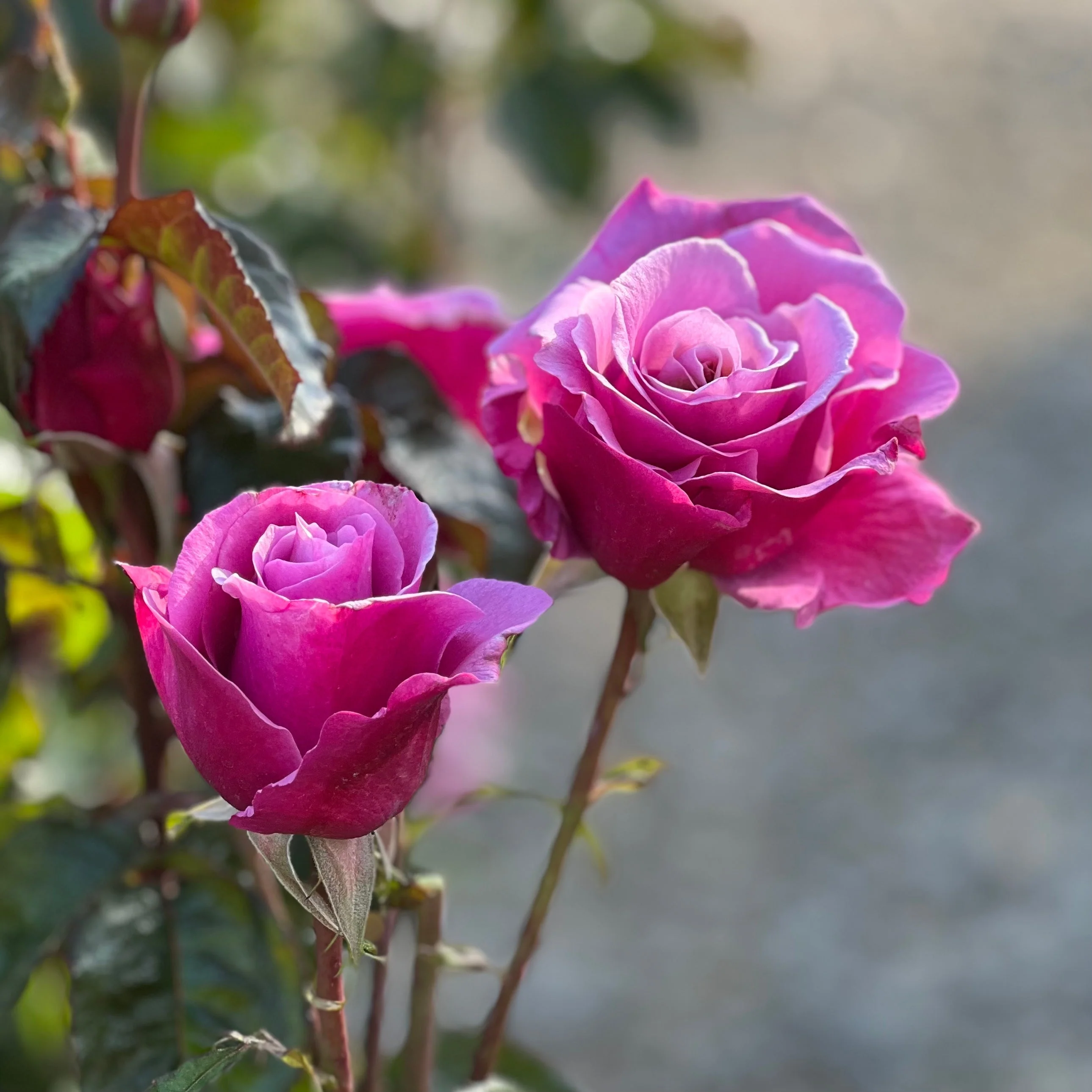 Barbra Streisand Bare Root Rose Bush - Image 7
