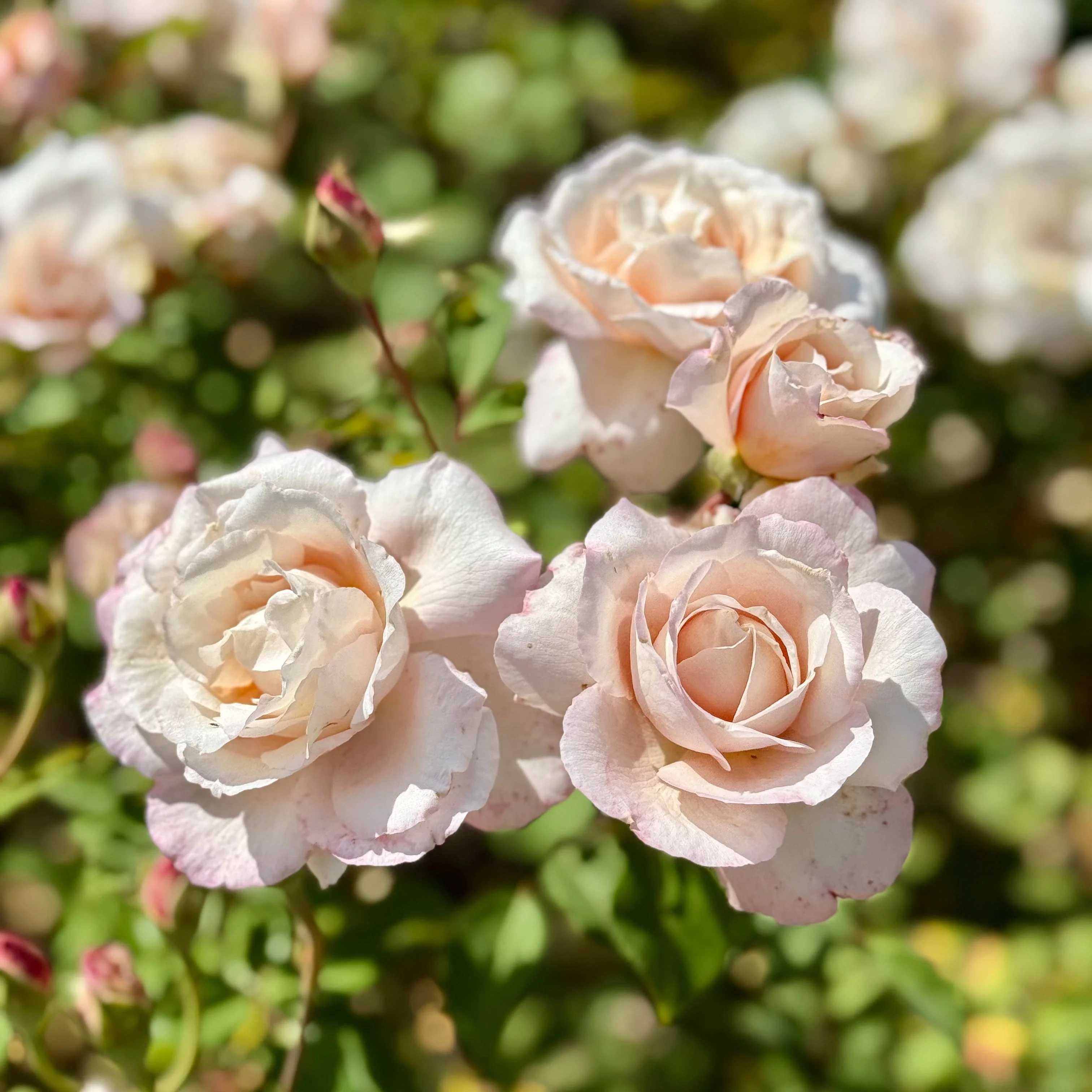 Belinda's Blush™ Potted Rose Bush - Image 3