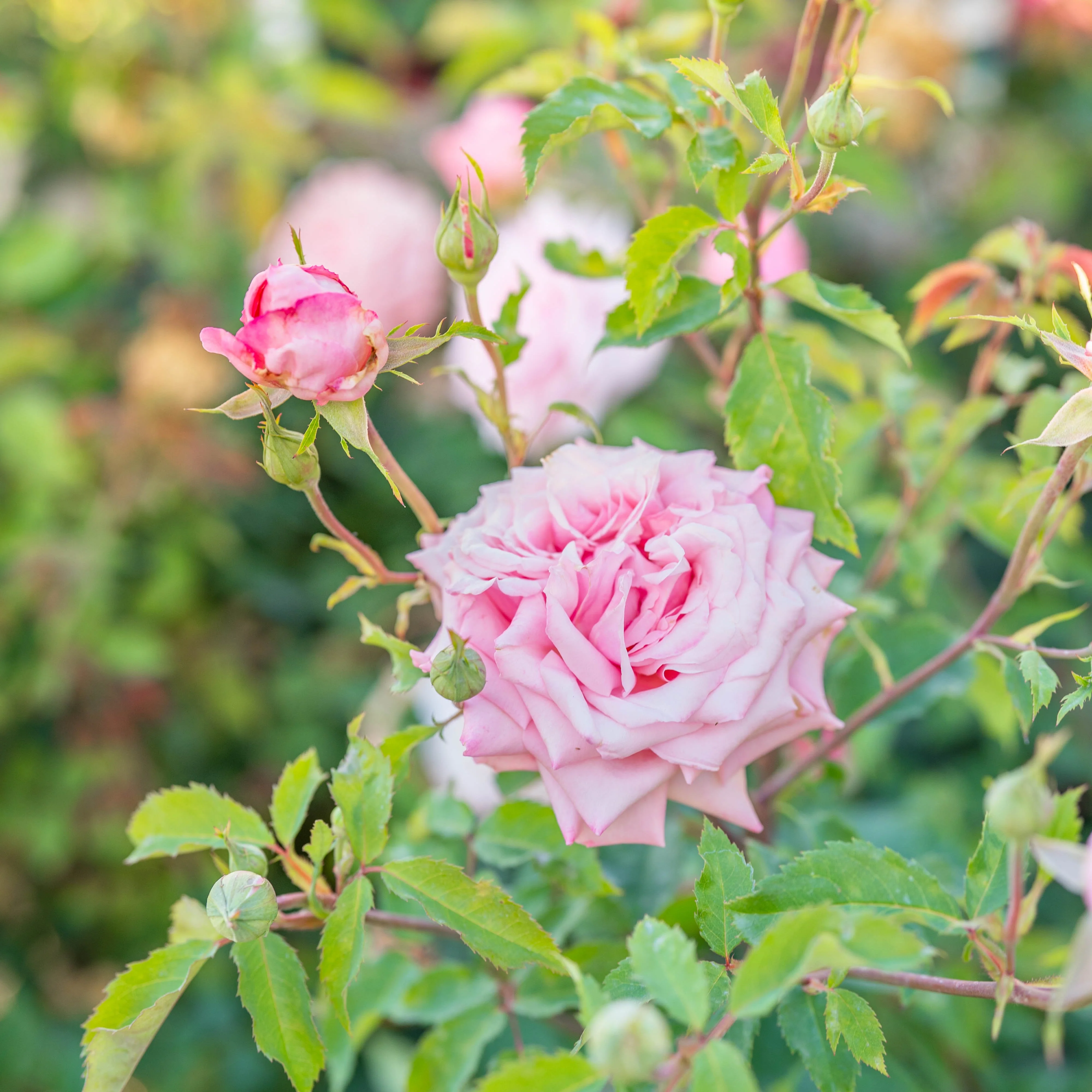 Belinda's Dream® Potted Rose Bush - Image 3