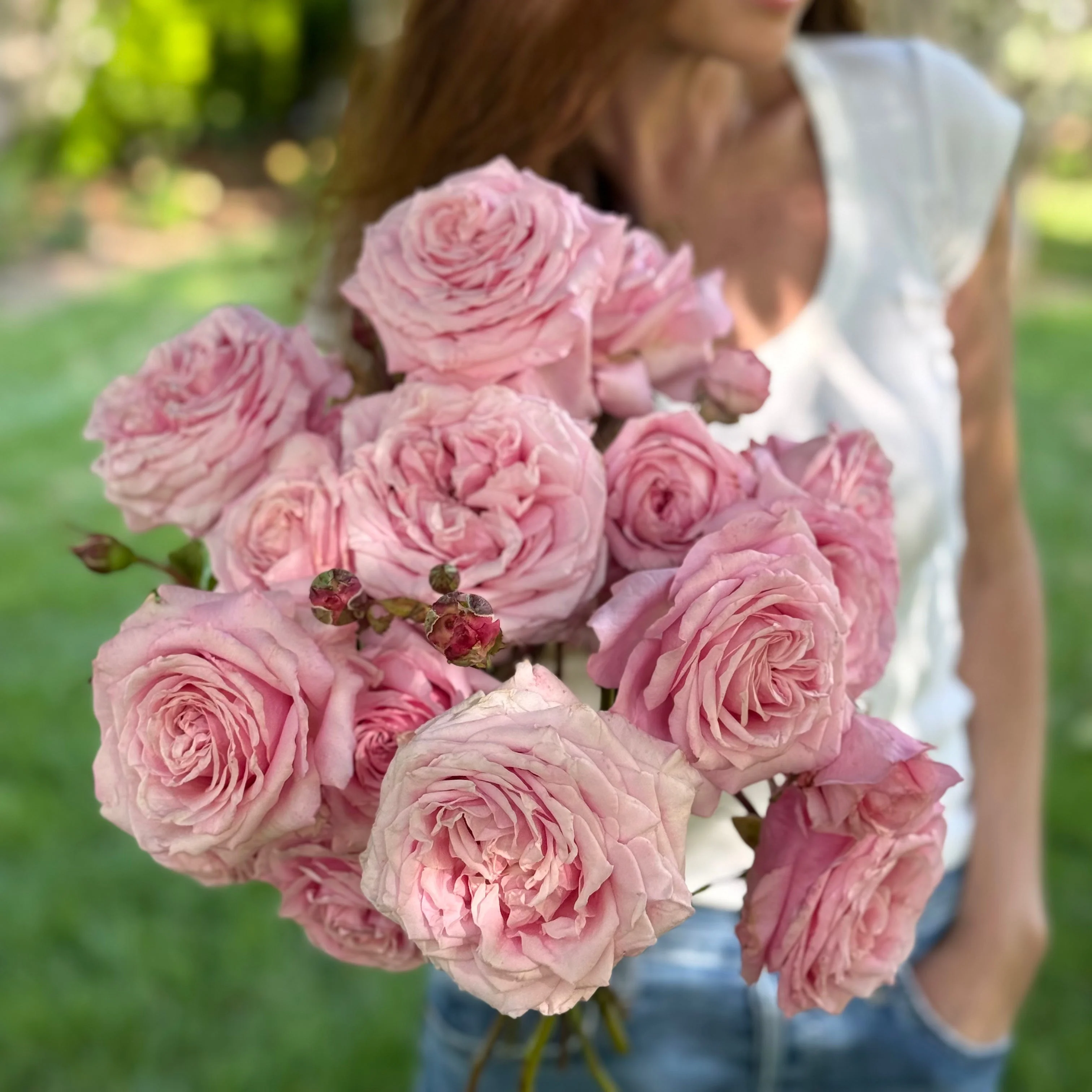 Belinda's Dream® Potted Rose Bush - Image 4