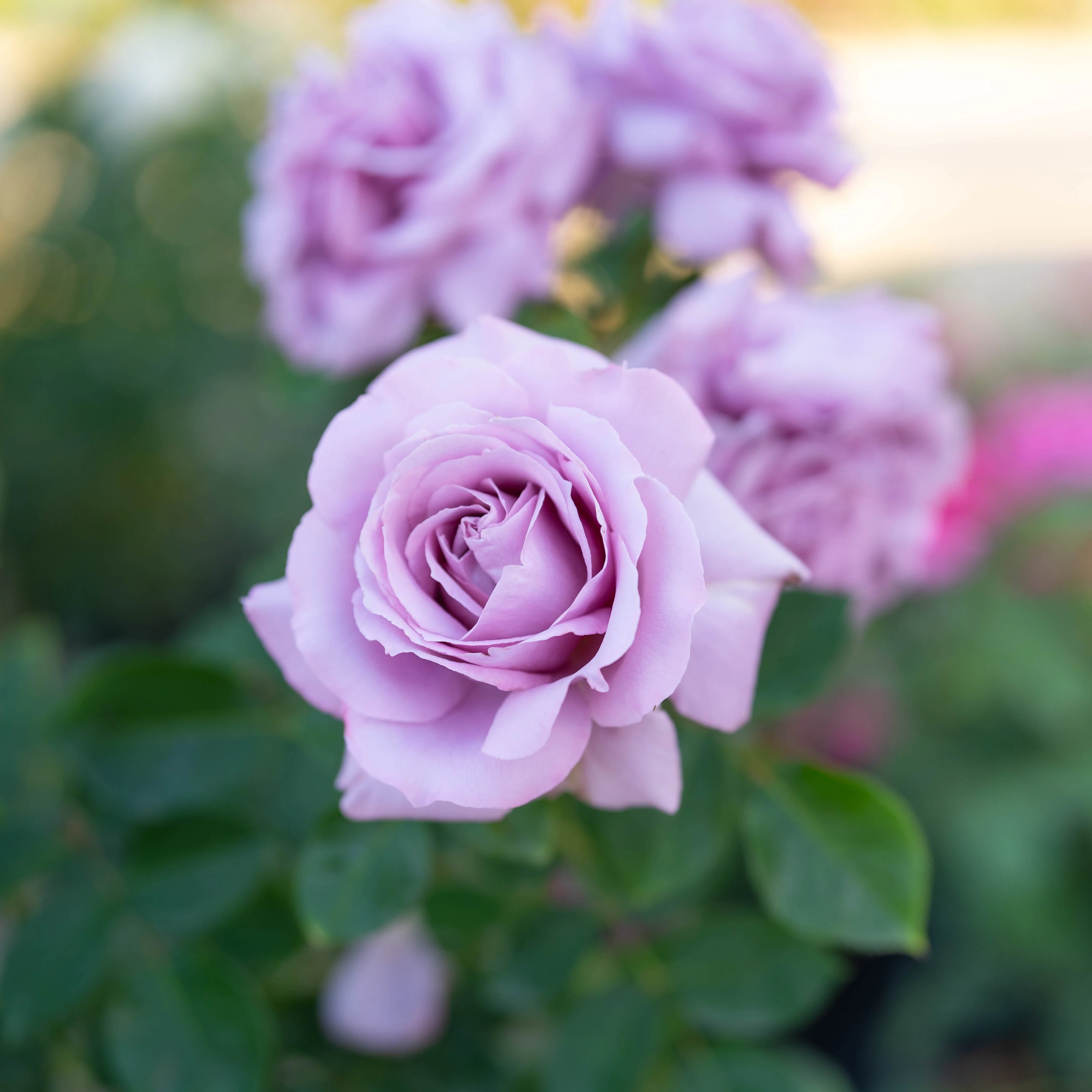Blue Girl Potted Rose Bush - Image 3