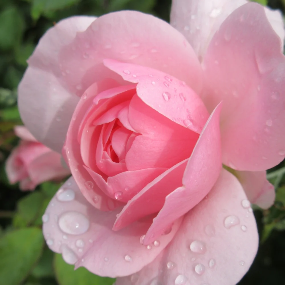 Bonica® Potted Rose Bush - Image 3