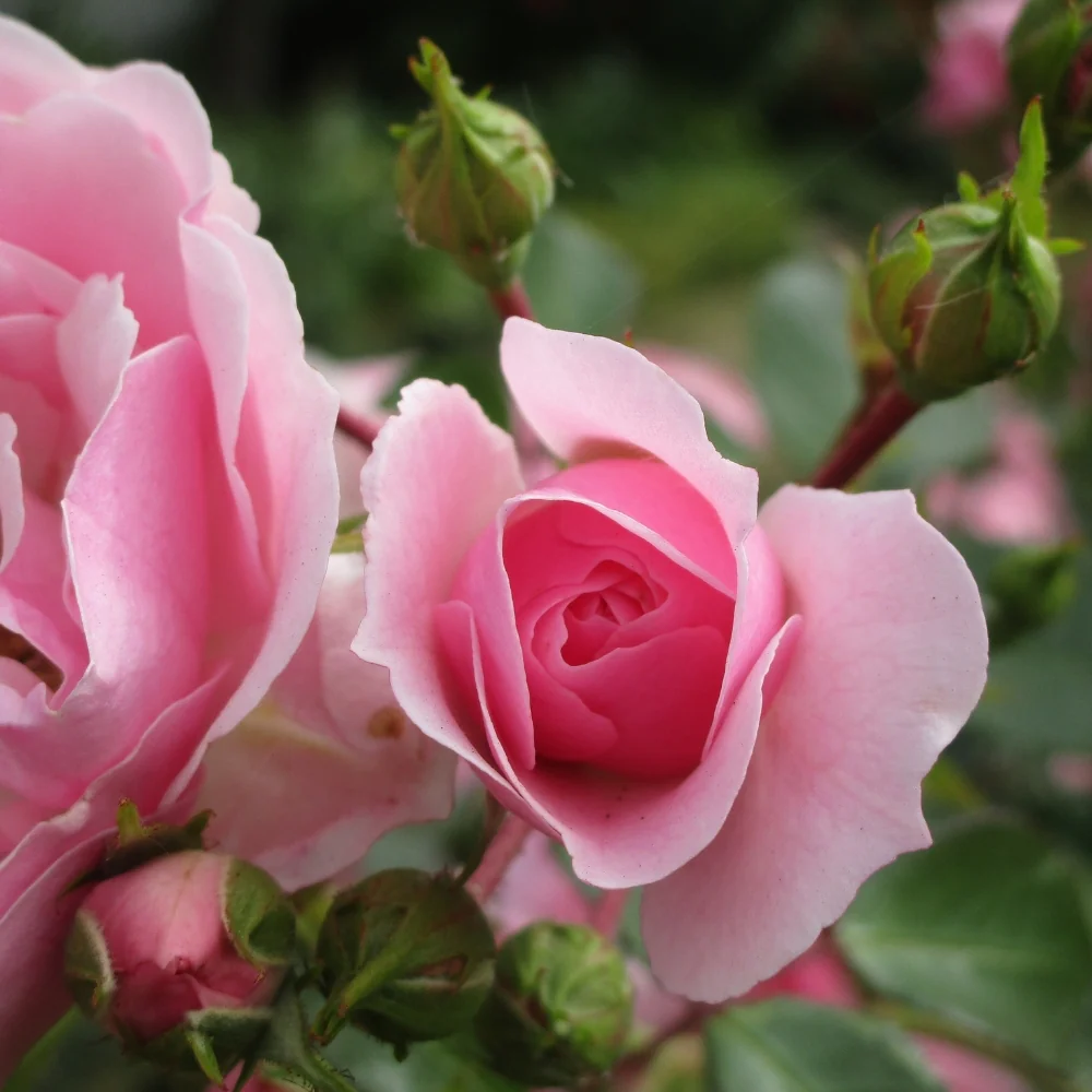 Bonica® Potted Rose Bush - Image 4