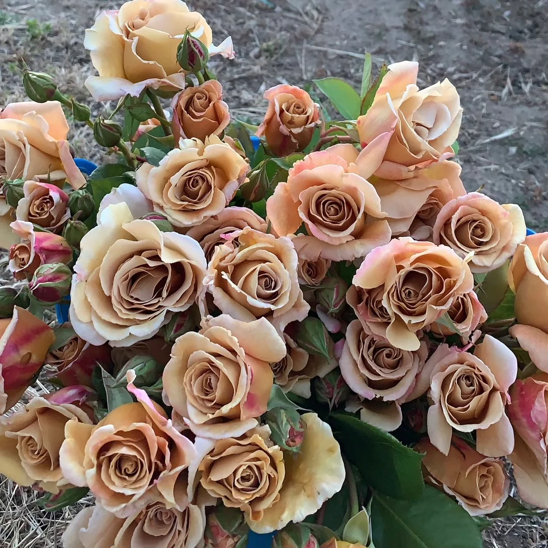 Butterscotch Climbing Potted Rose - Image 3