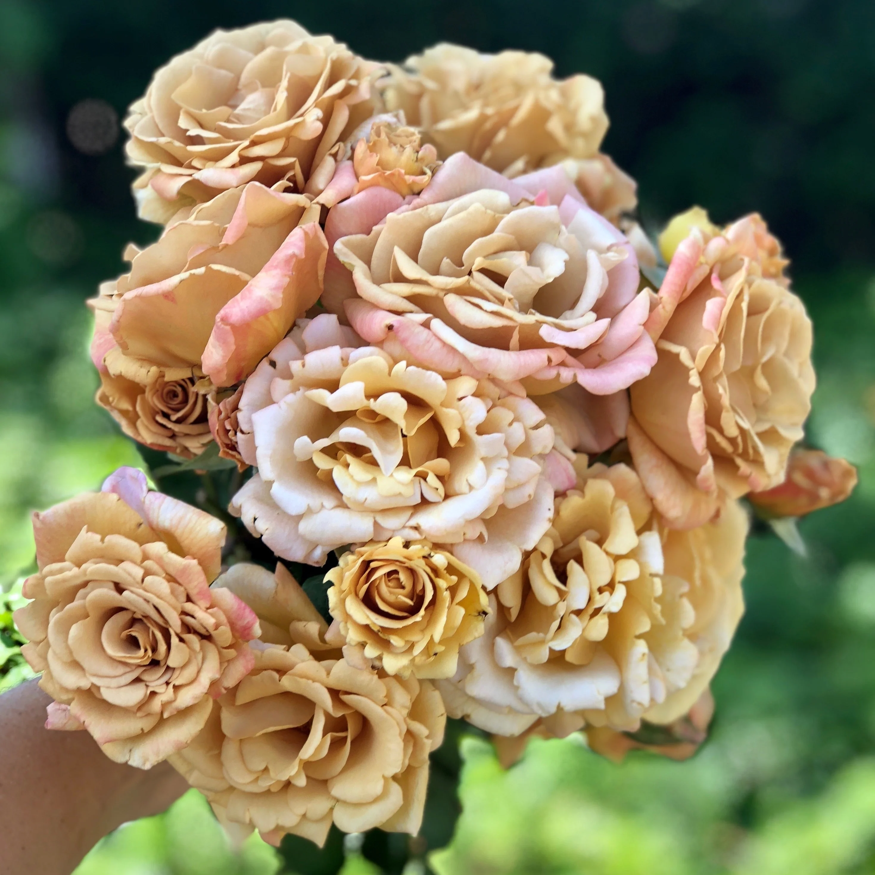Butterscotch Climbing Potted Rose - Image 6