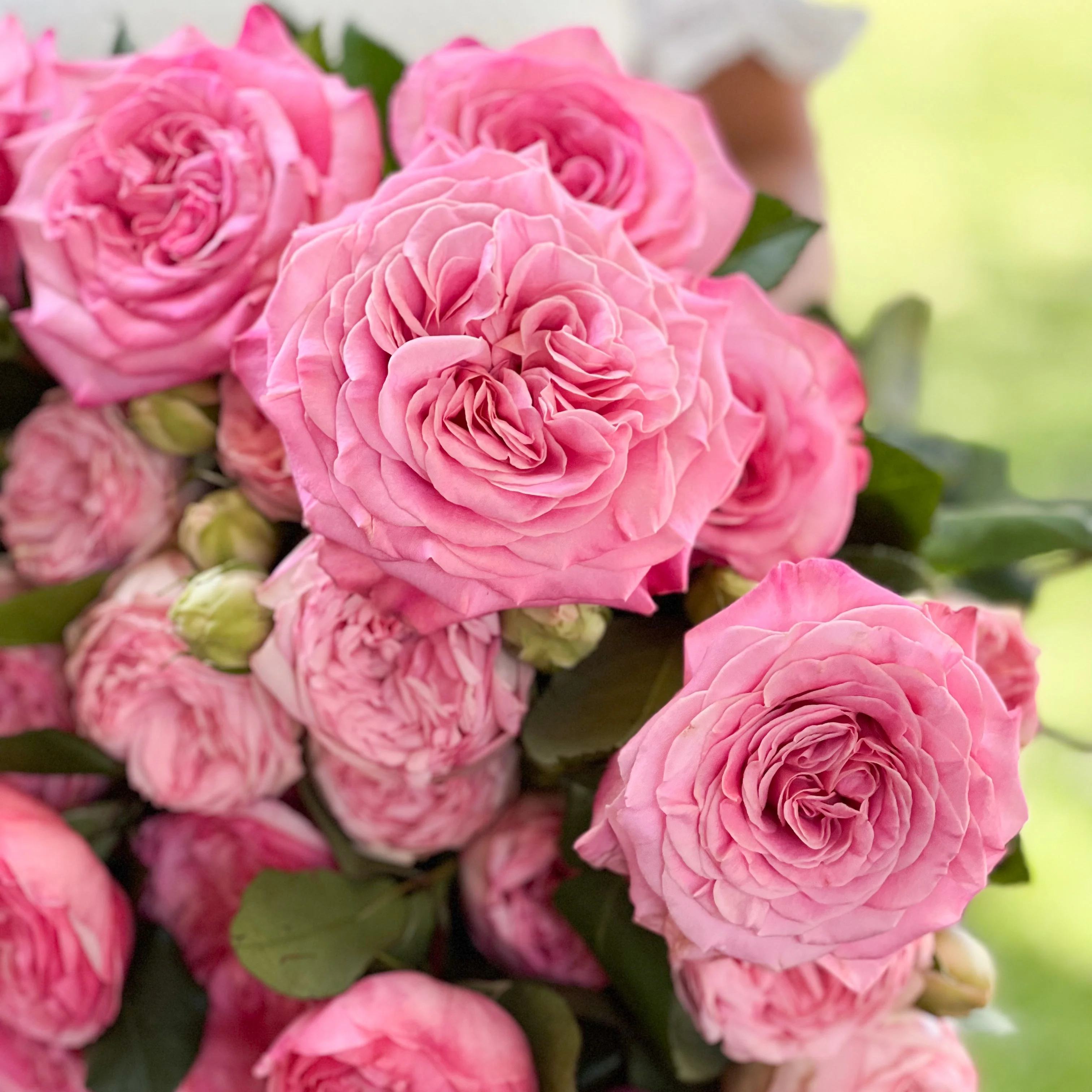 Classic Pinks Garden Rose Bundle - Image 3