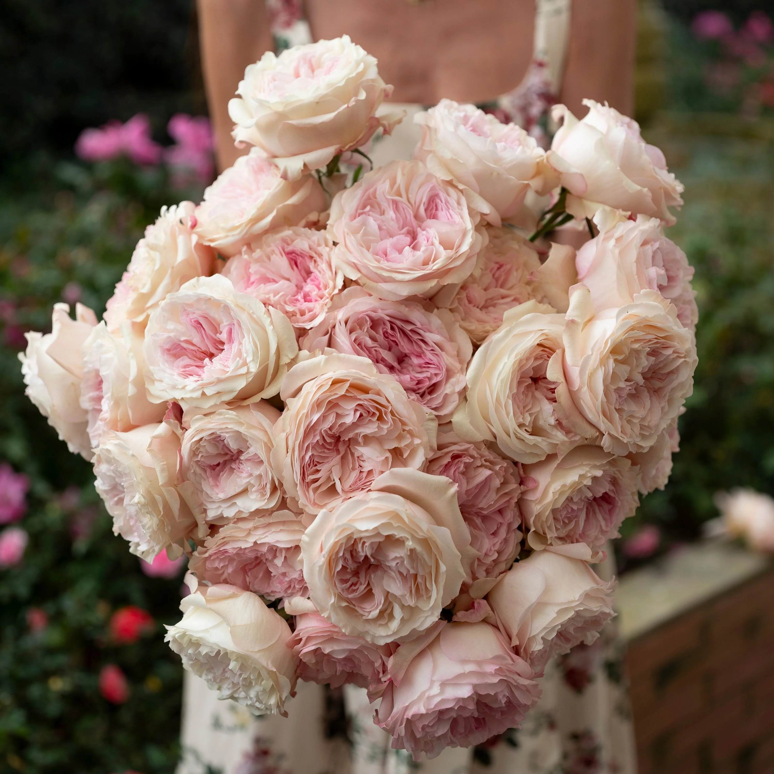 David Austin® Always in Bloom™ Subscription - Image 11