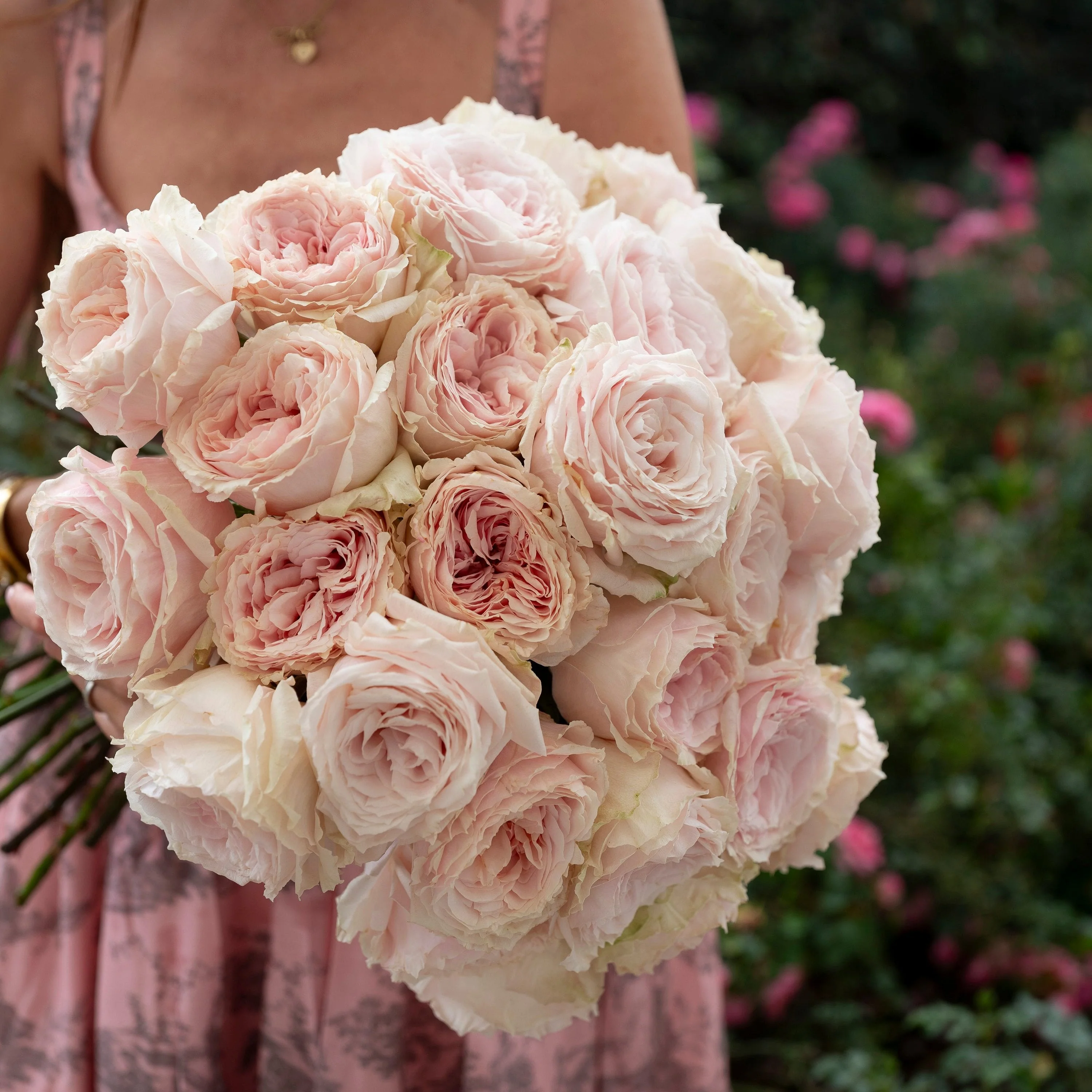 David Austin® Always in Bloom™ Subscription - Image 3