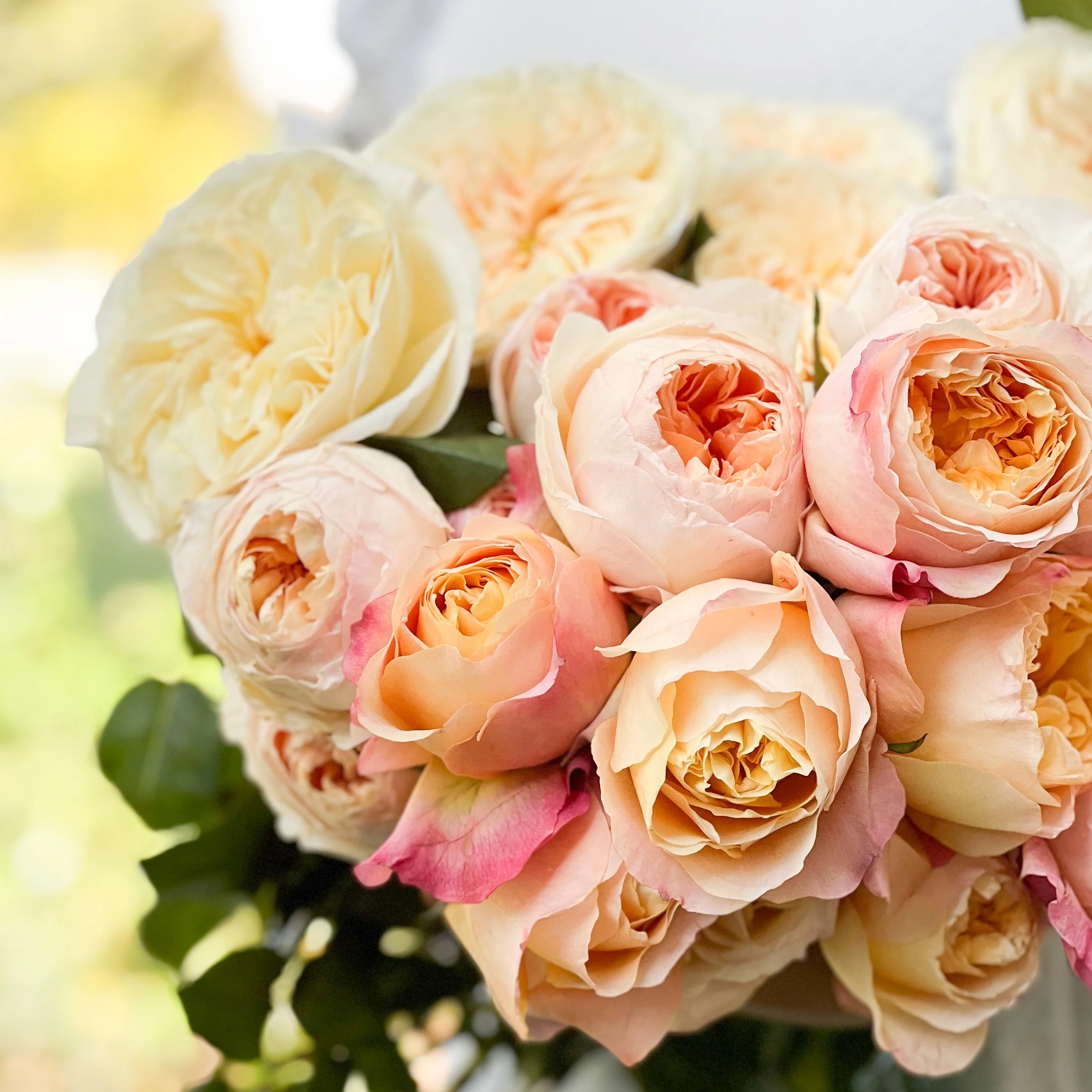 David Austin® Peaches and Cream Garden Rose Bundle - Image 4
