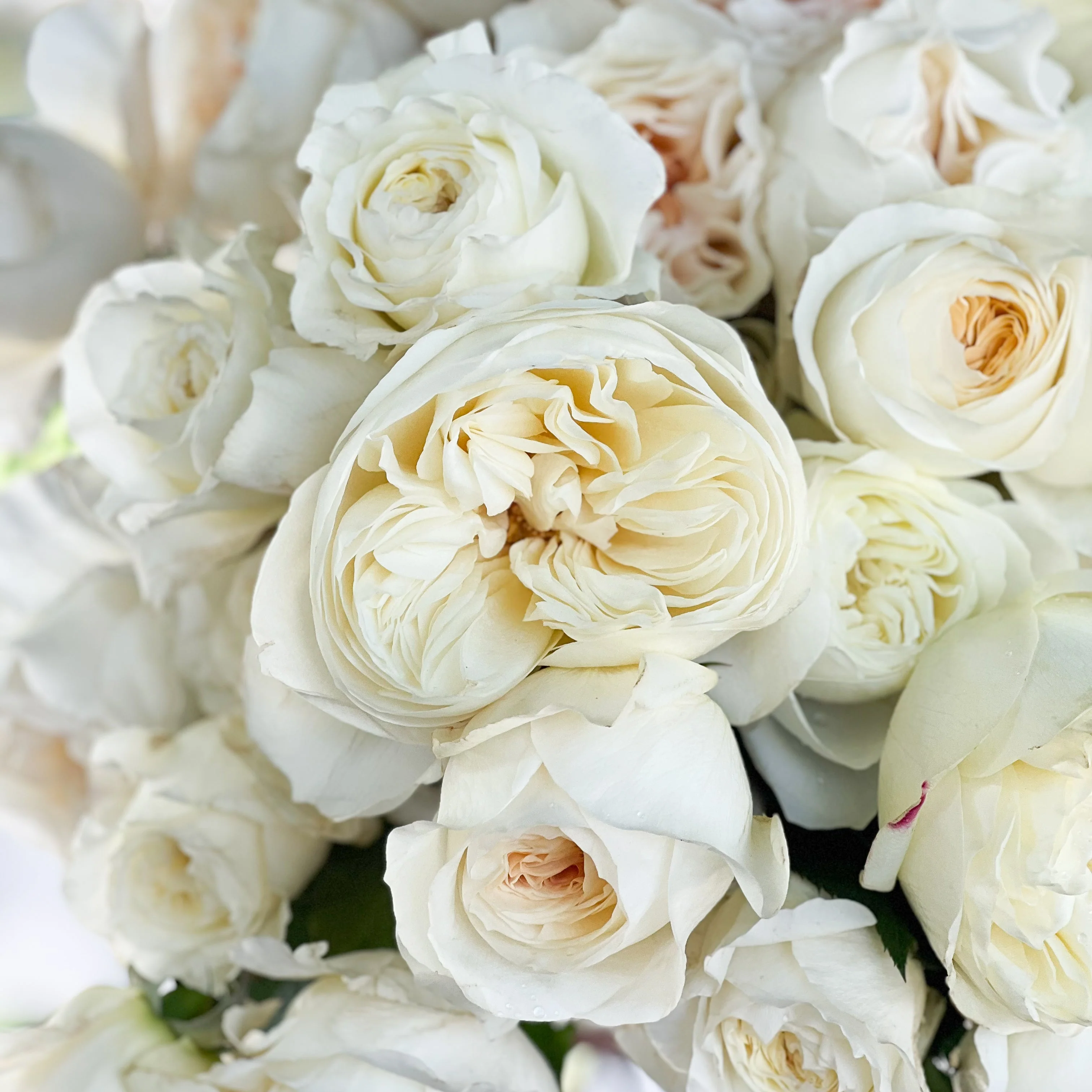 David Austin® Porcelain Palette Garden Rose Bundle - Image 3