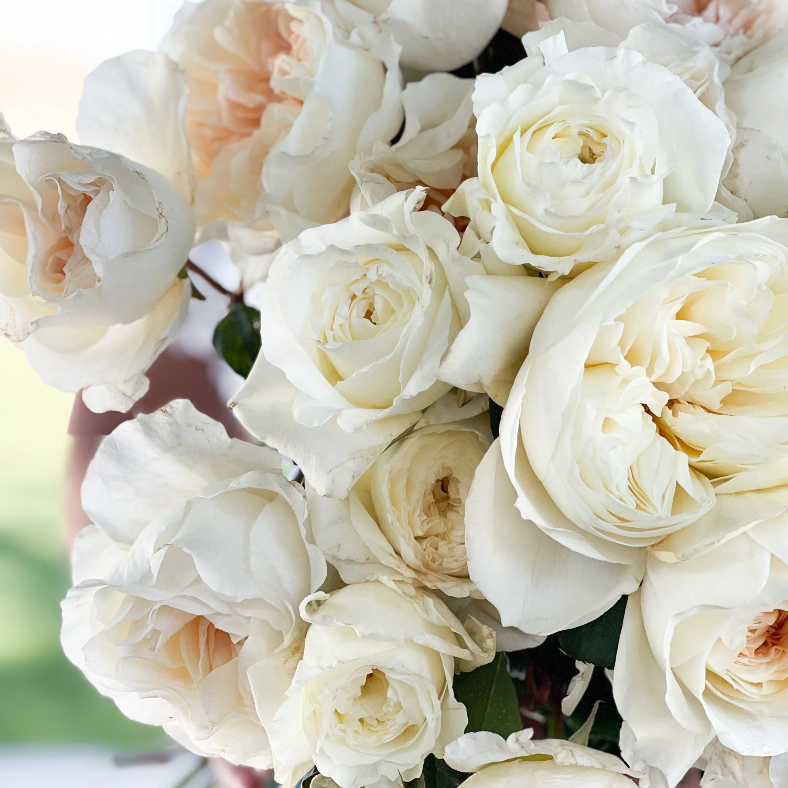 David Austin® Porcelain Palette Garden Rose Bundle - Image 4