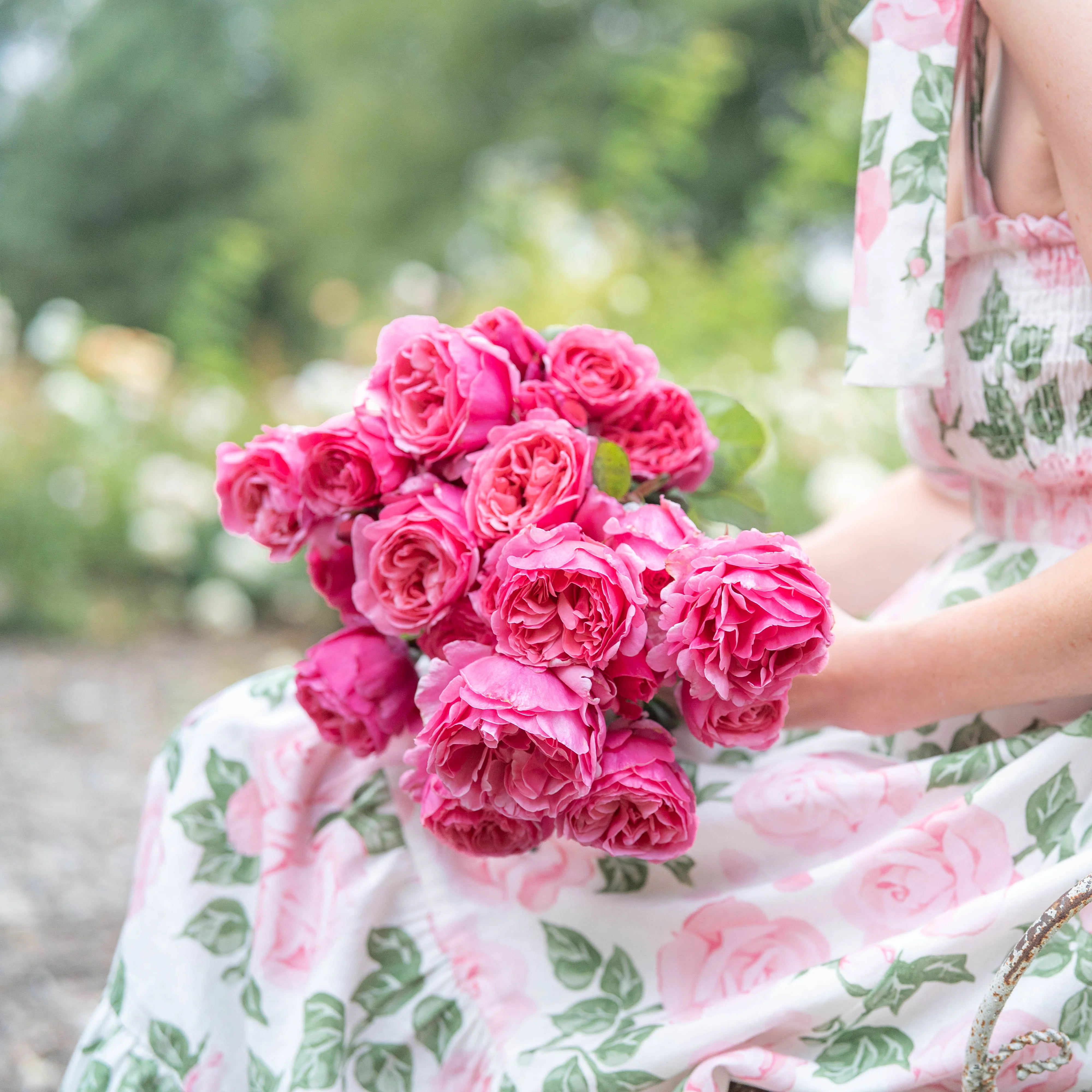 Black Friday Bare Root Rose Sale