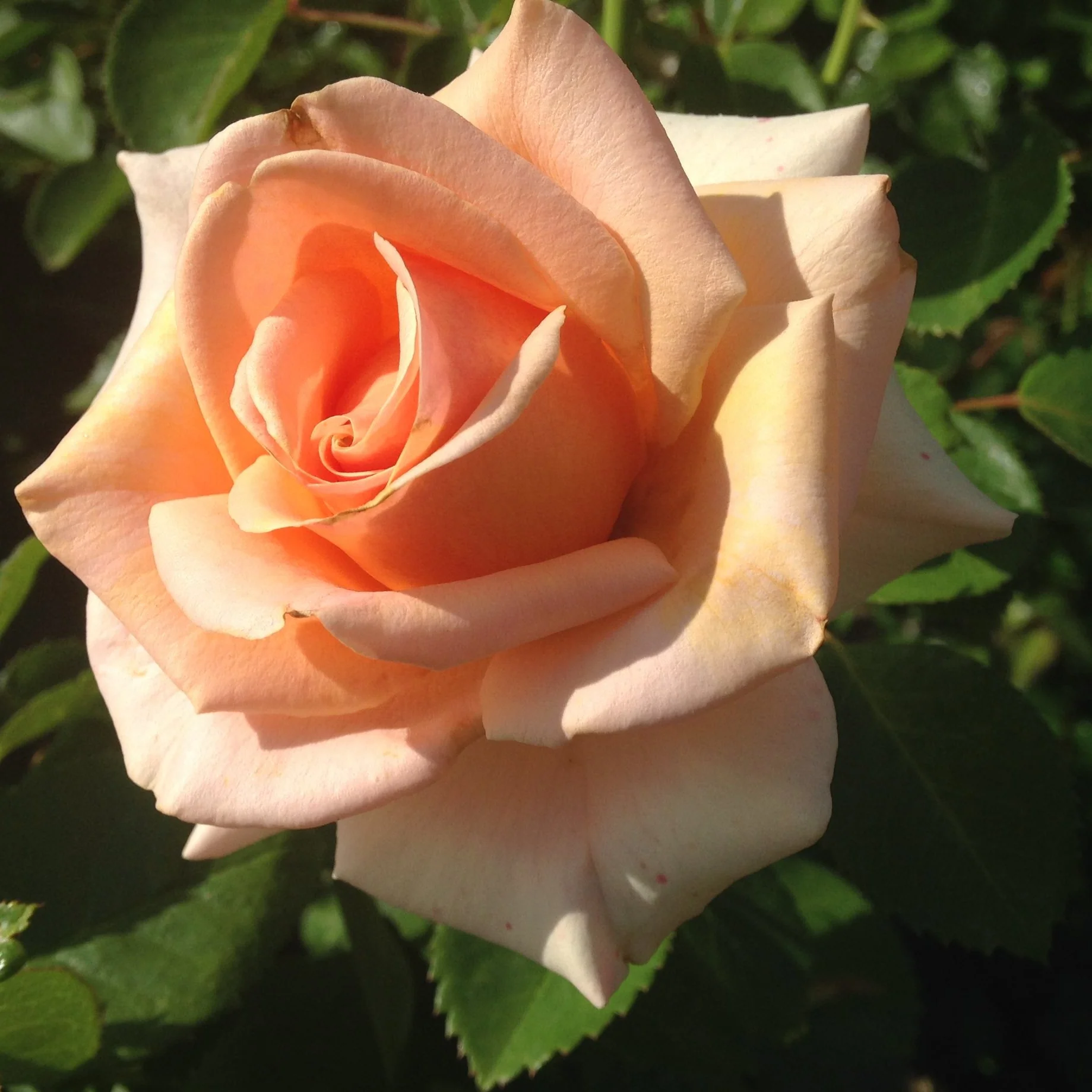 Devotion Bare Root Rose Bush - Image 3