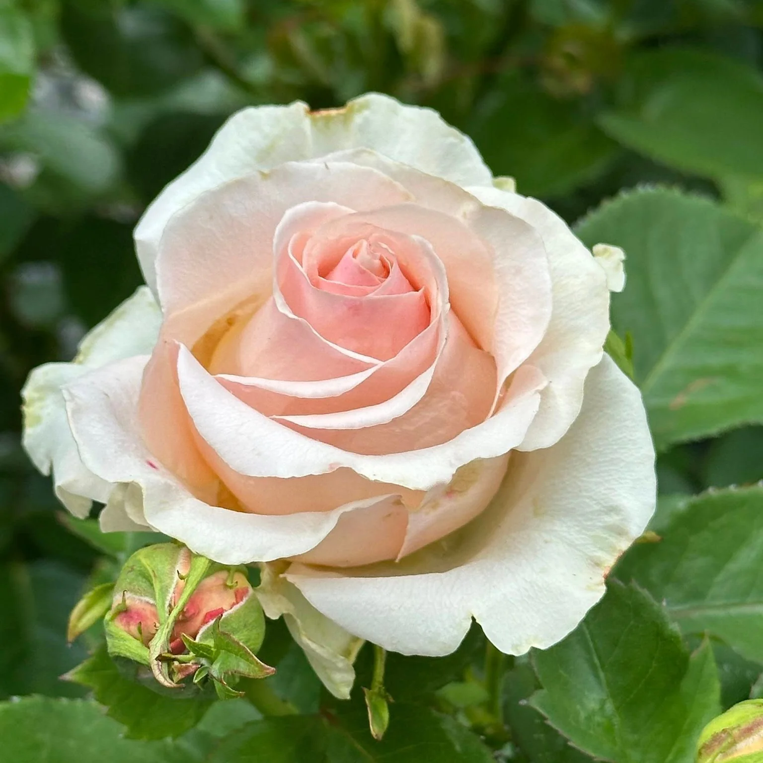 Devotion Bare Root Rose Bush - Image 4