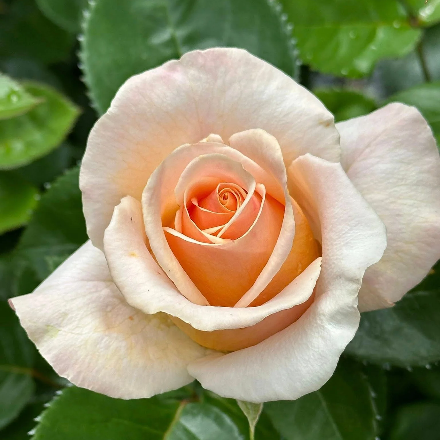 Devotion Bare Root Rose Bush - Image 5