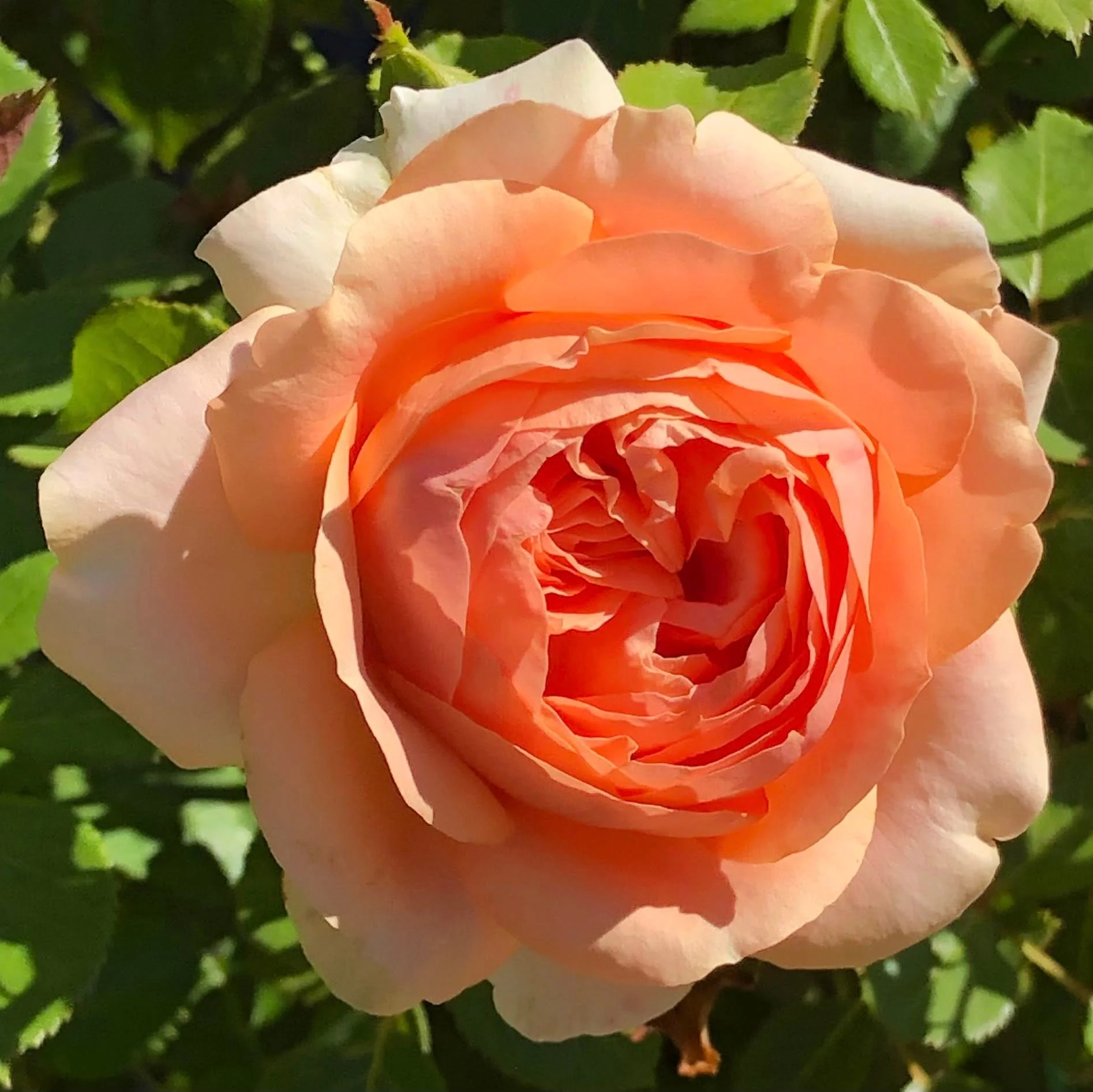 Double Ambre Bare Root Rose Bush - Image 3