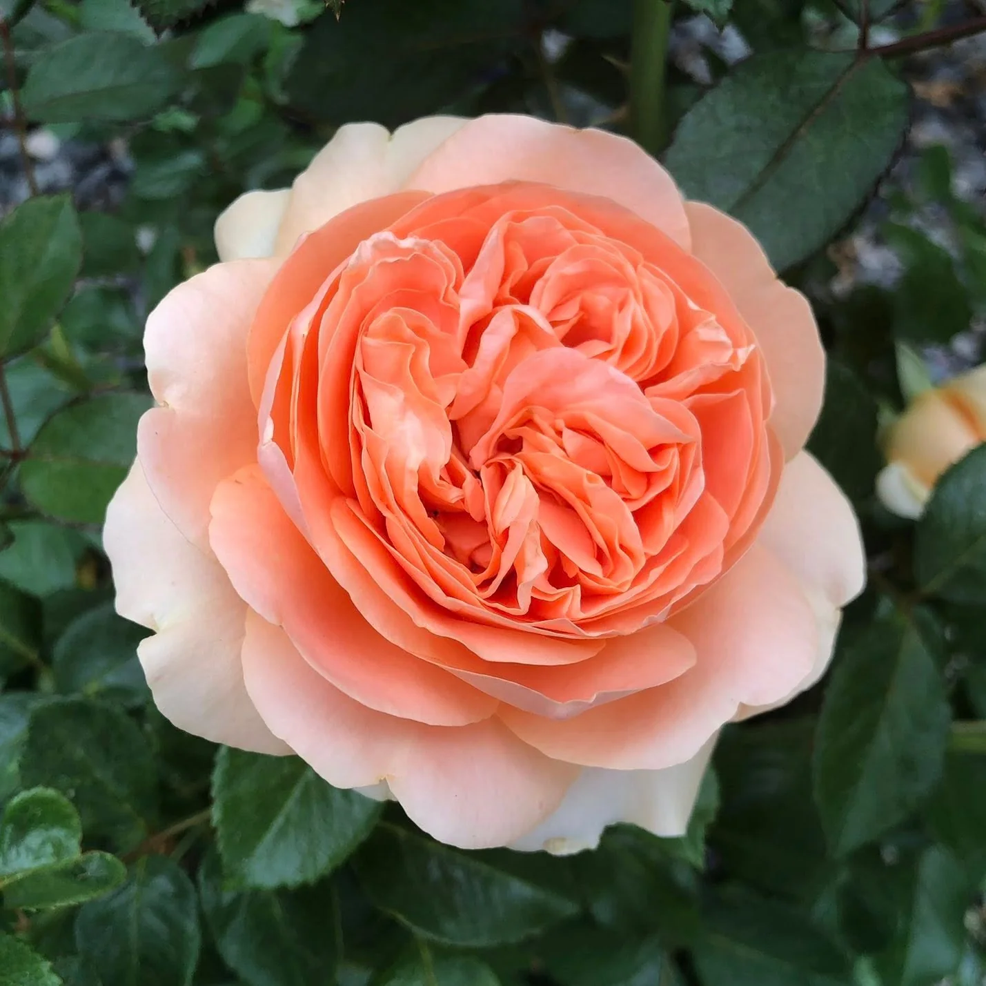 Double Ambre Bare Root Rose Bush - Image 4