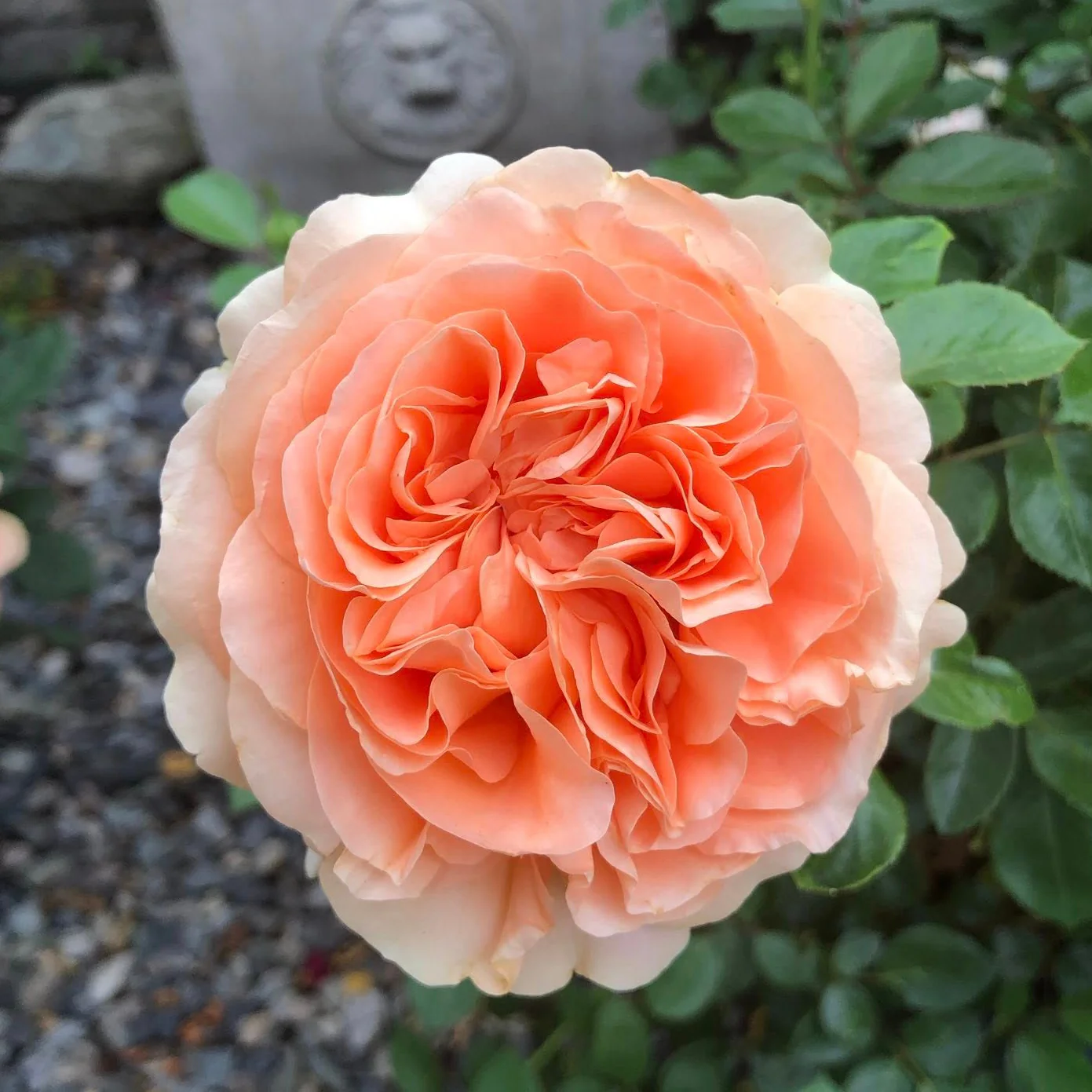 Double Ambre Bare Root Rose Bush - Image 5