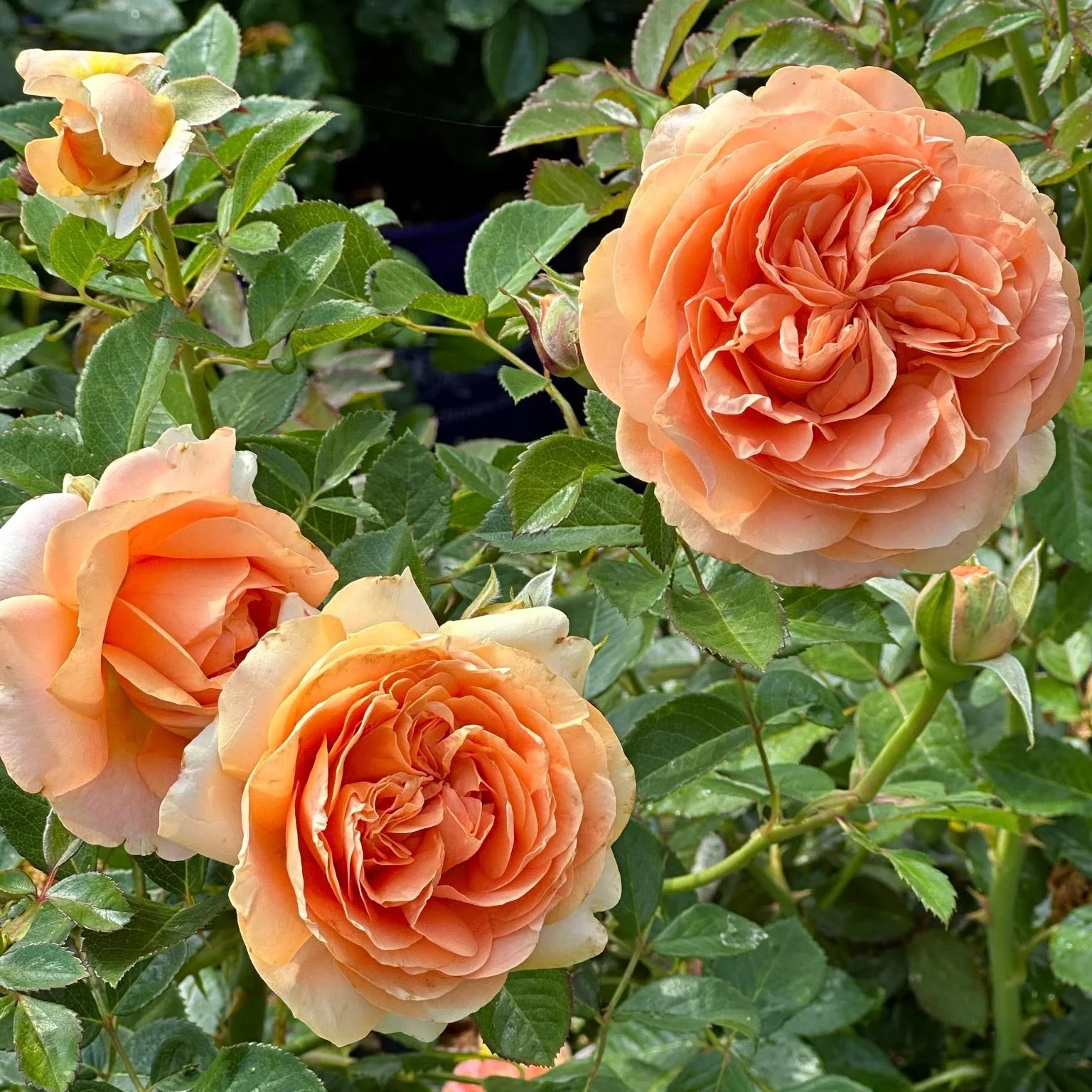 Double Ambre Bare Root Rose Bush - Image 6