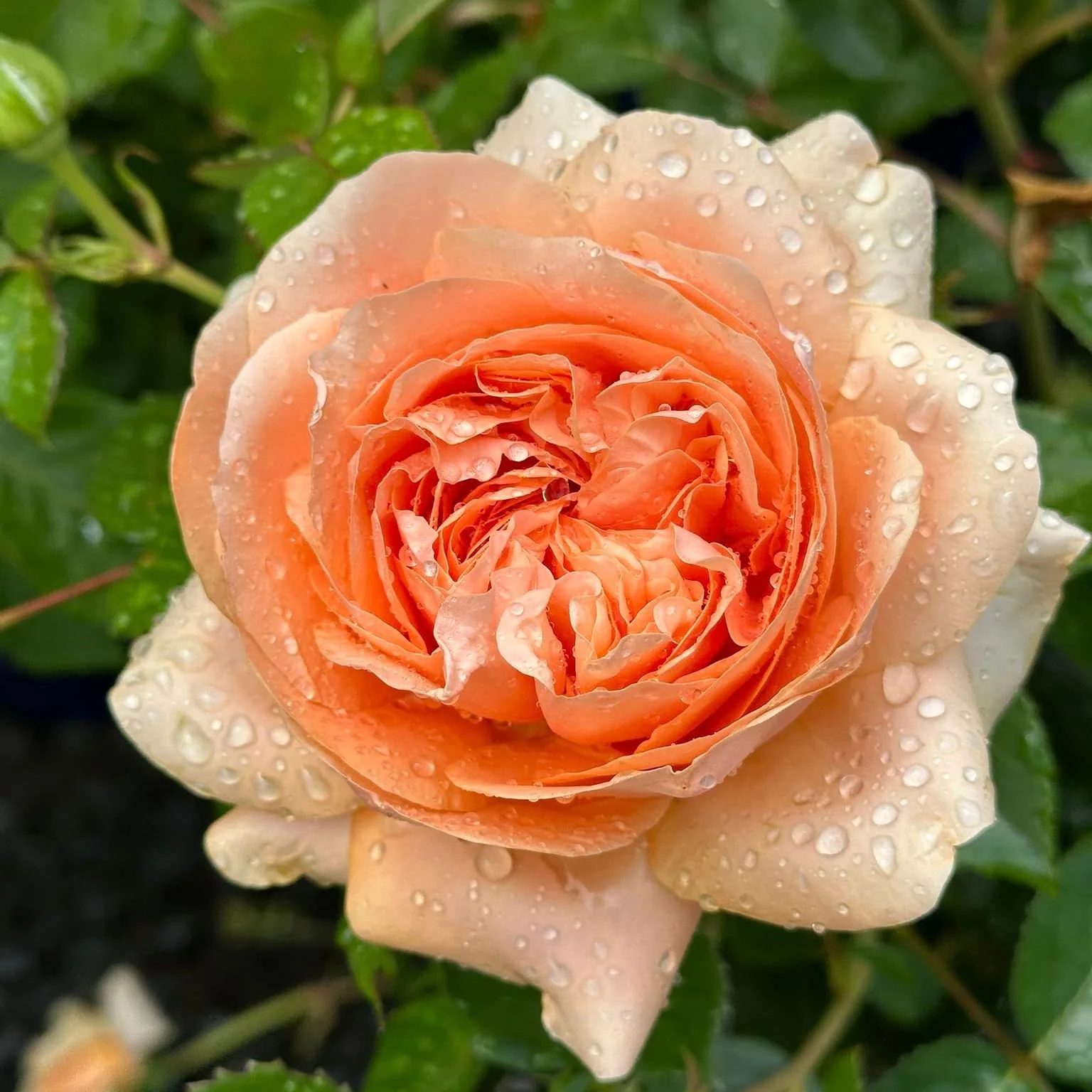 Double Ambre Bare Root Rose Bush - Image 7
