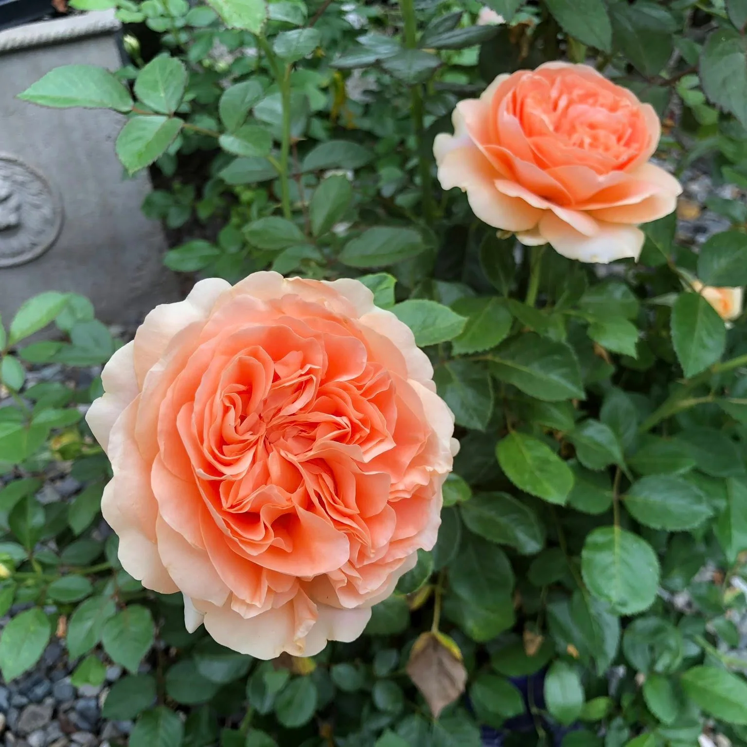 Double Ambre Bare Root Rose Bush - Image 8