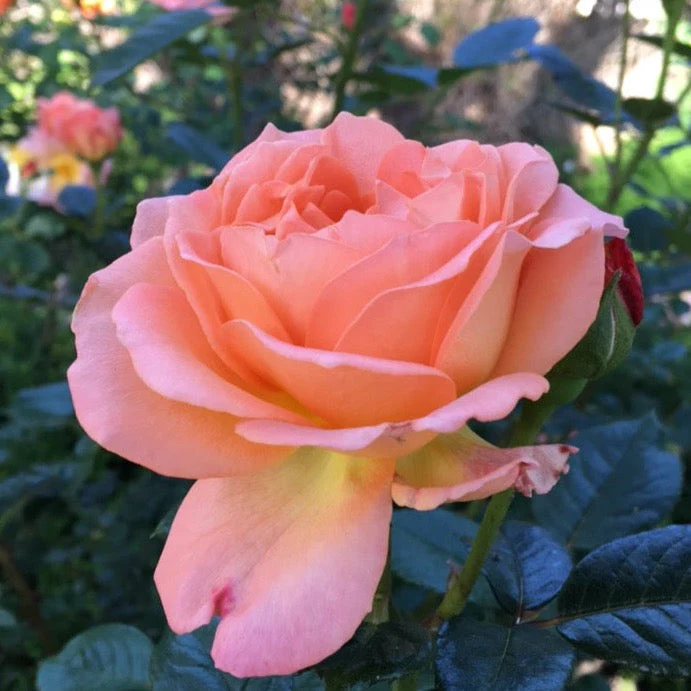 Elle® Potted Rose Bush - Image 3