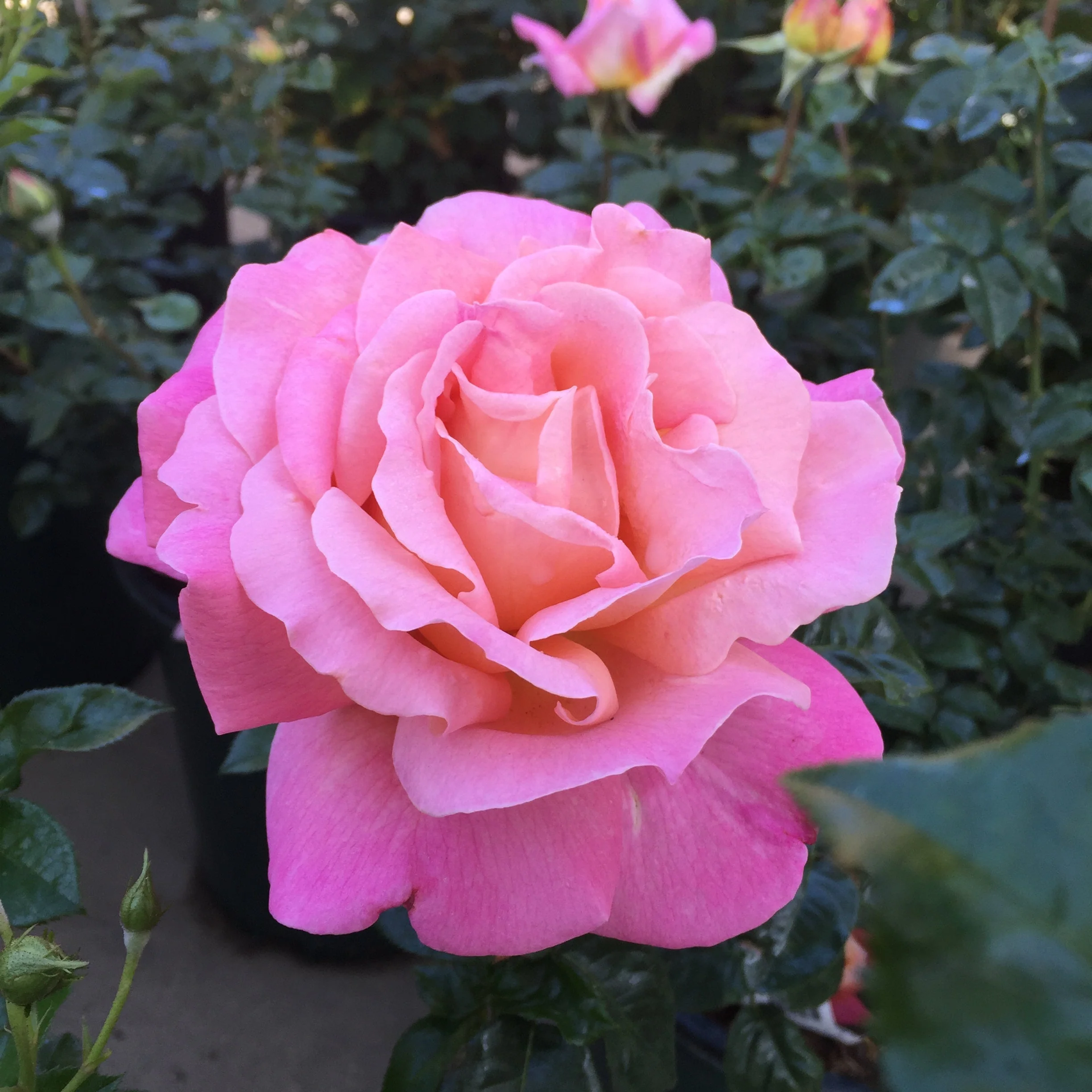 Elle® Potted Rose Bush - Image 6