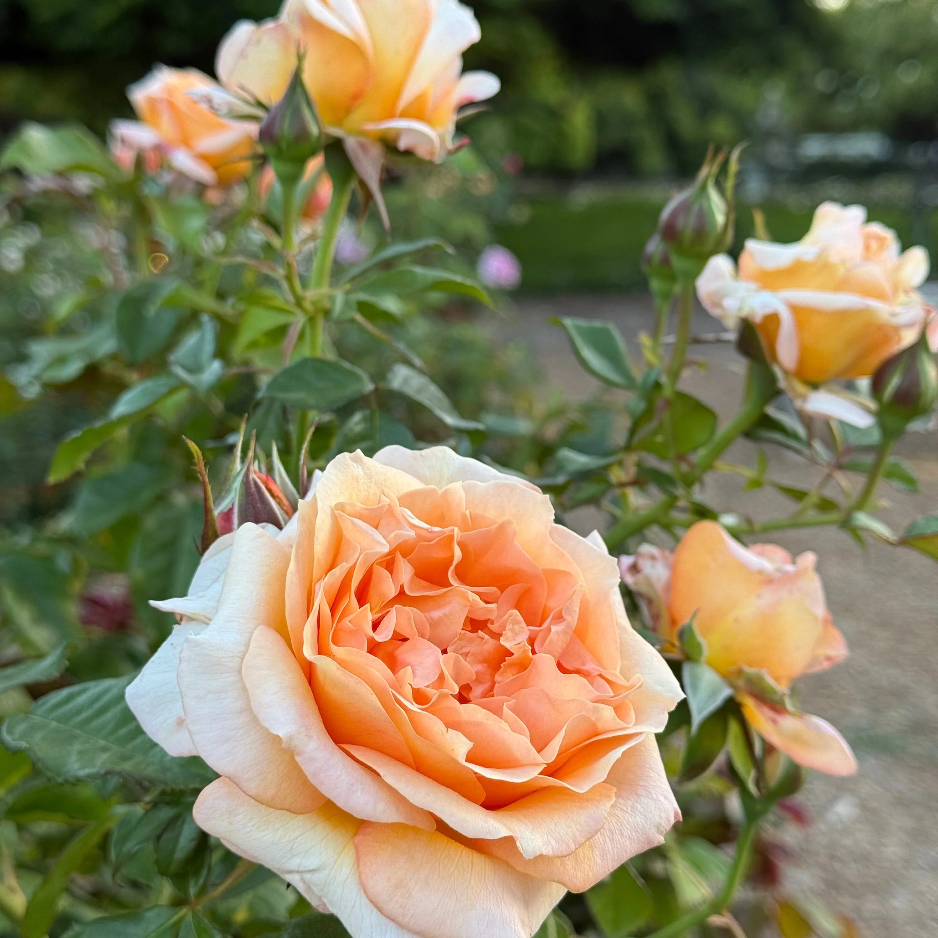 Forever Amber™ Potted Rose Bush - Image 3