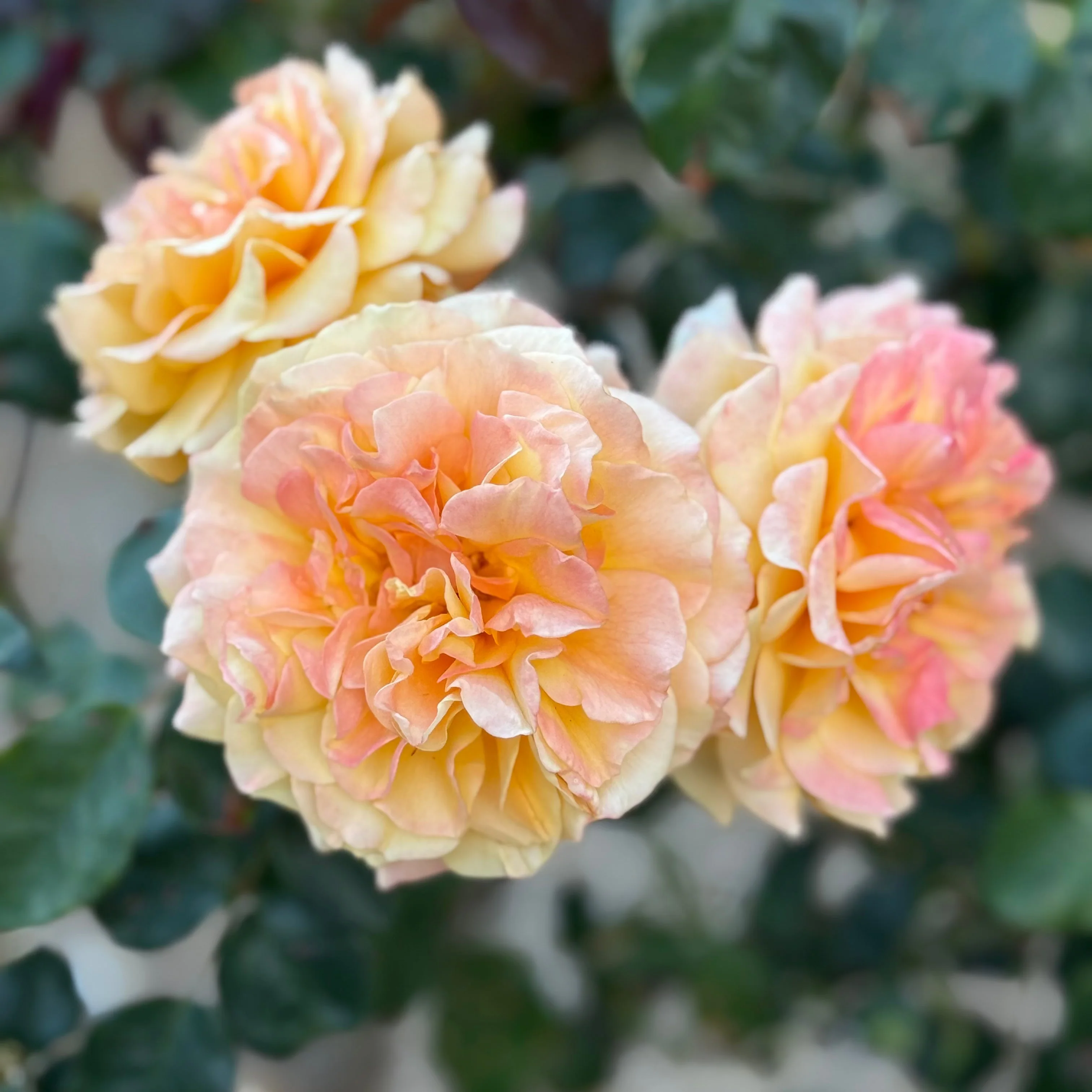 Forever Amber™ Potted Rose Bush - Image 4