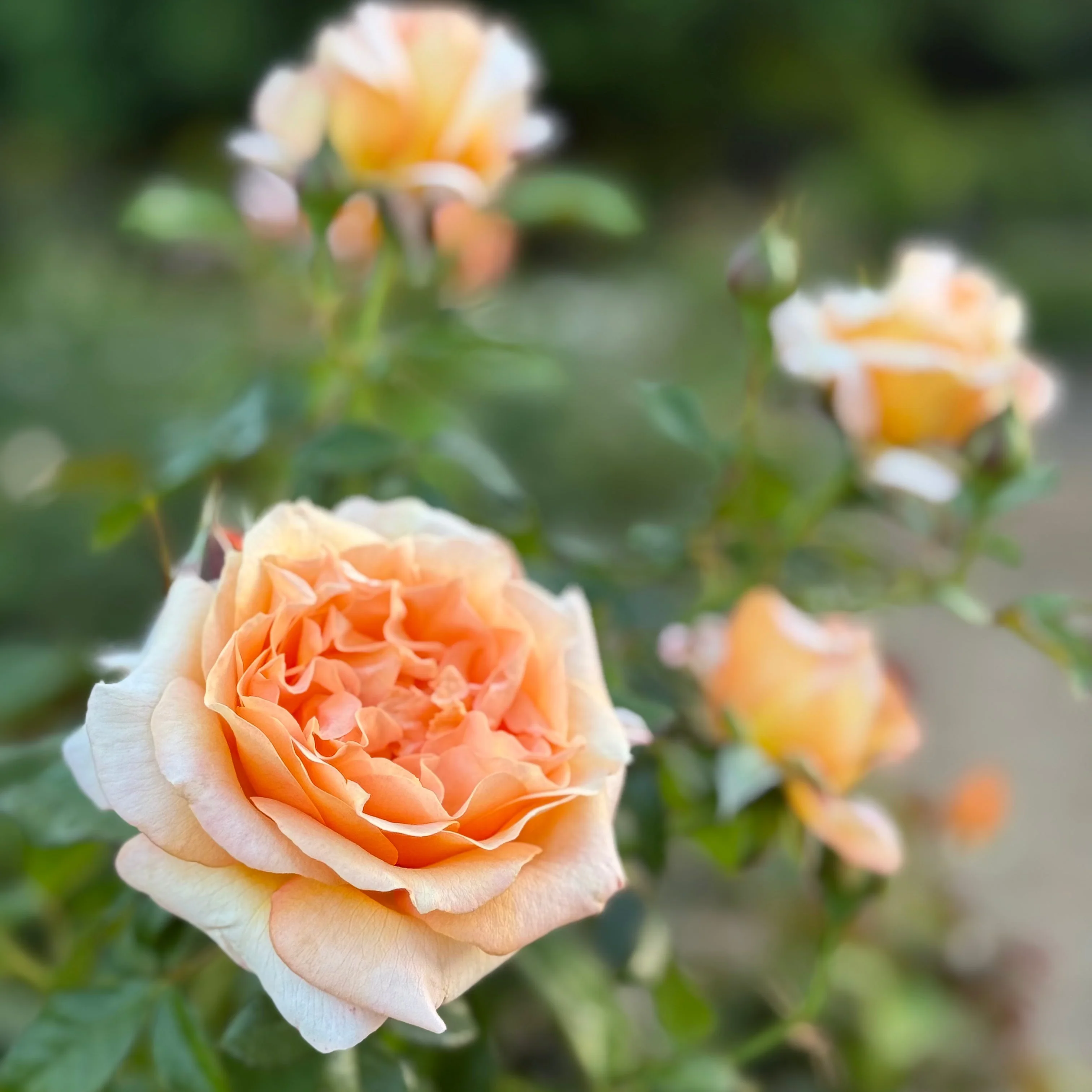 Forever Amber™ Potted Rose Bush - Image 5