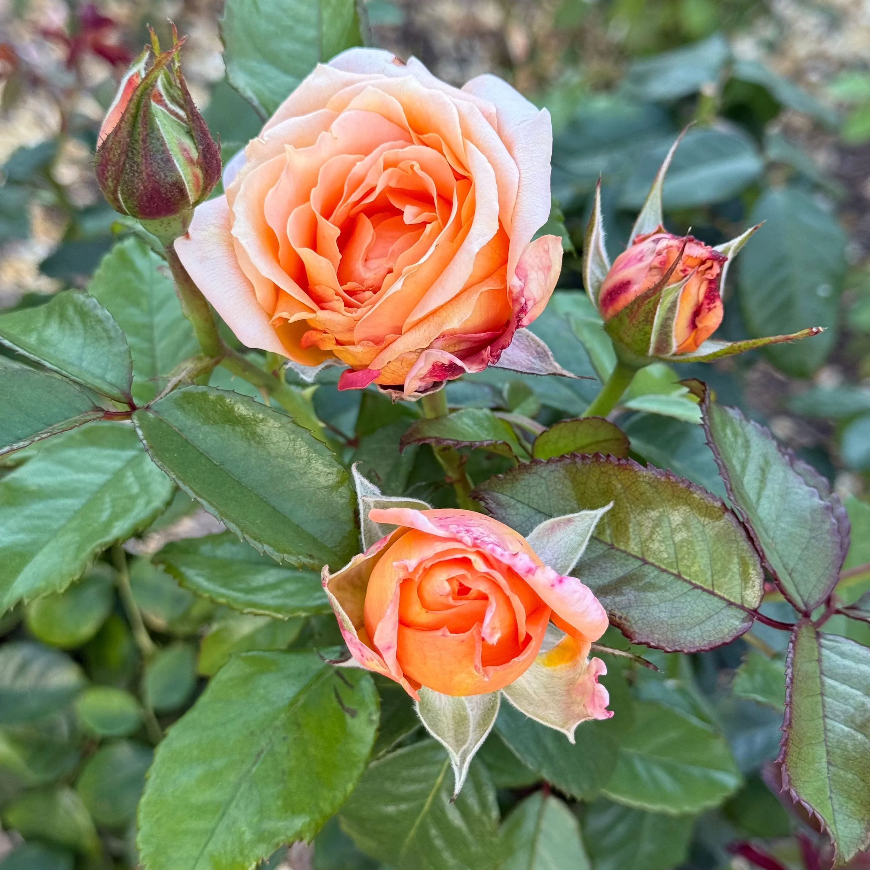 Forever Amber™ Potted Rose Bush - Image 6