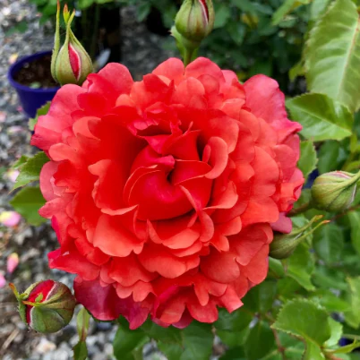 Gorgeous Roses on Sale