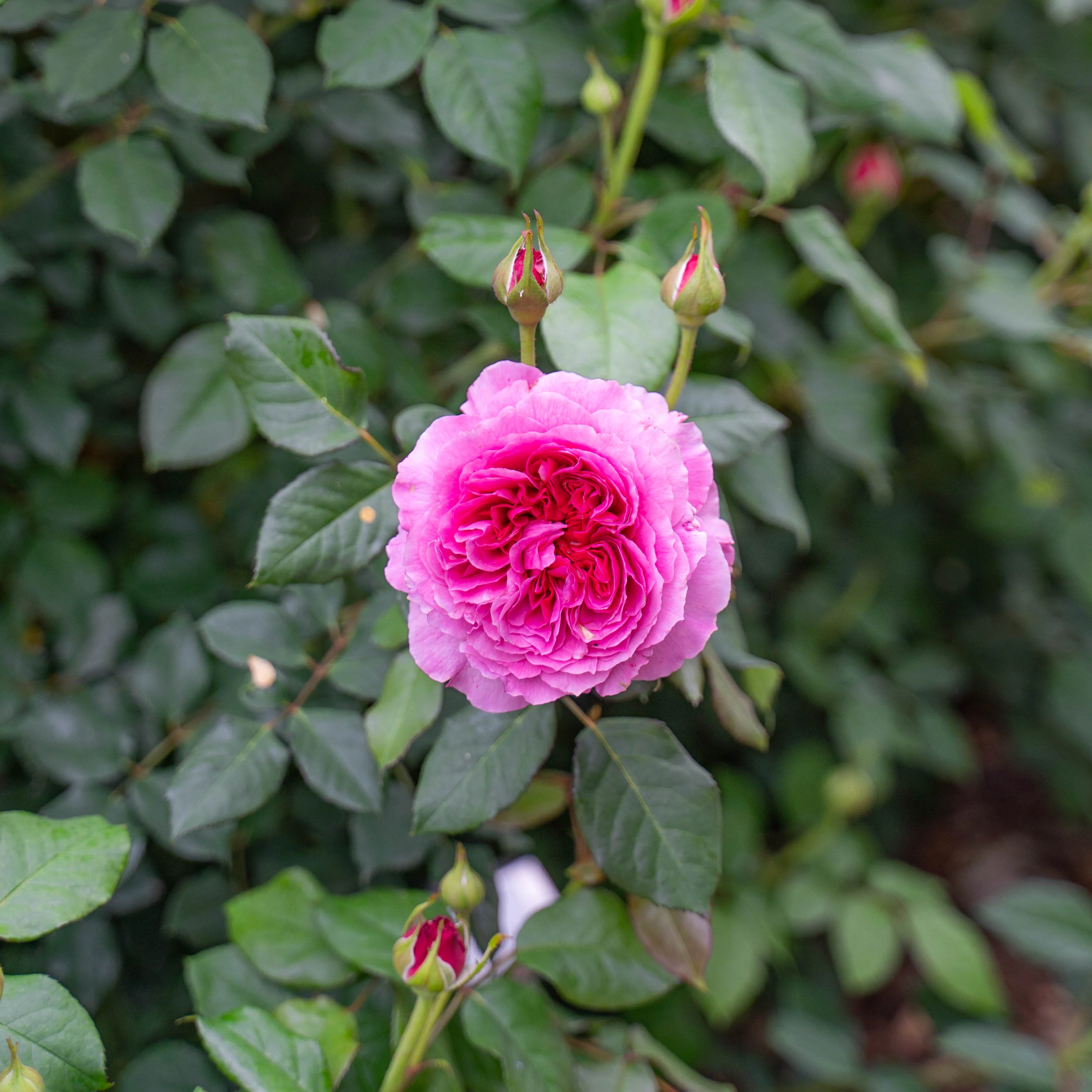David Austin® Gabriel Oak Potted Rose Bush - Image 7