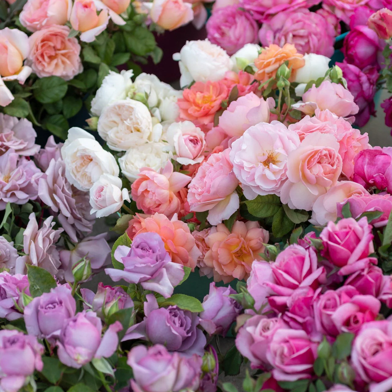 GARDEN ROSES: The Complete Guide to Growing & Arranging Spectacular Blooms *Signed Copy* - Image 3