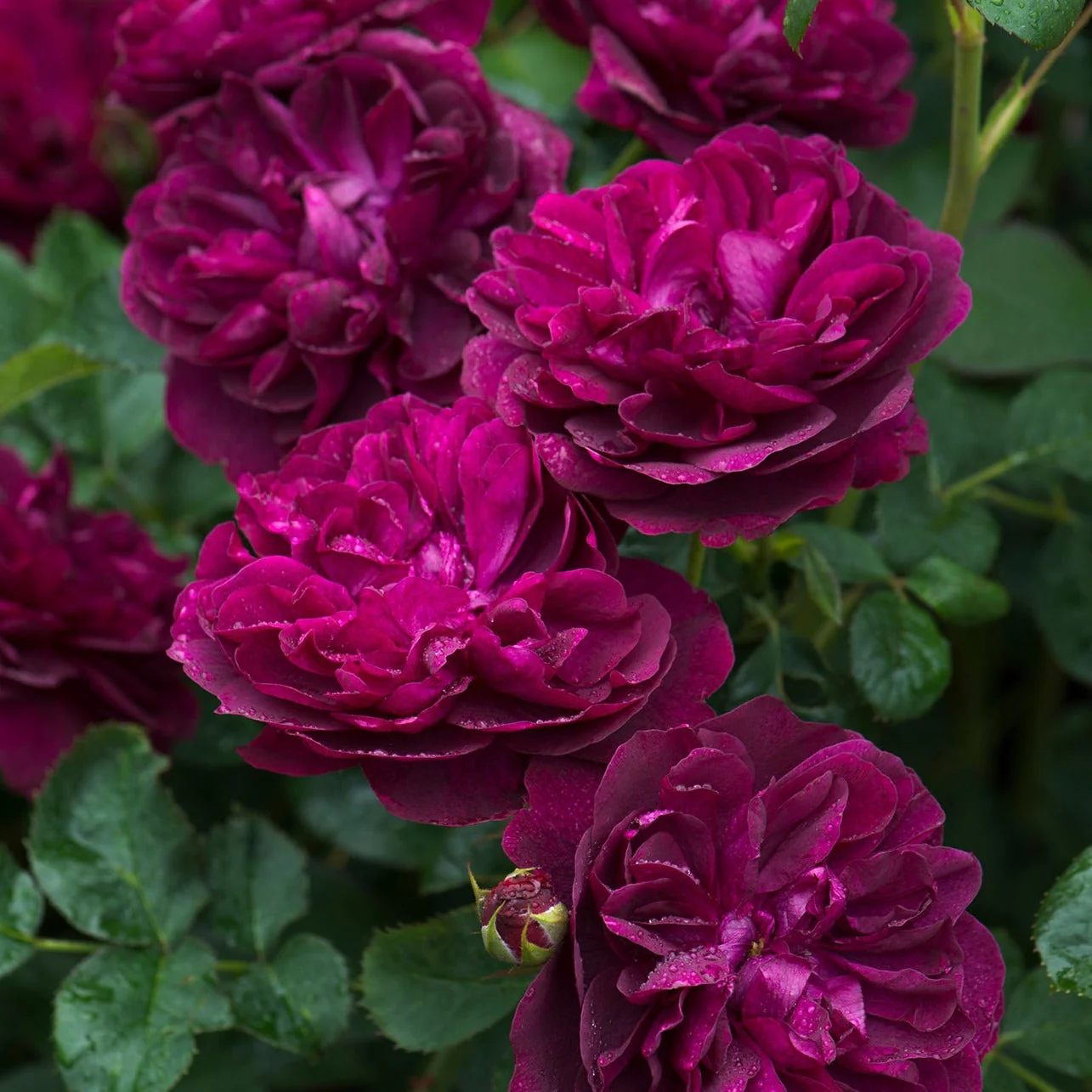 GARDEN ROSES: The Complete Guide to Growing & Arranging Spectacular Blooms *Signed Copy* - Image 5