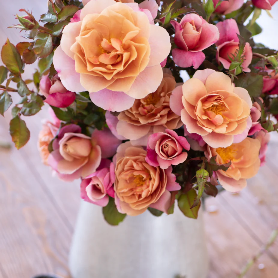 GARDEN ROSES: The Complete Guide to Growing & Arranging Spectacular Blooms *Signed Copy* - Image 8