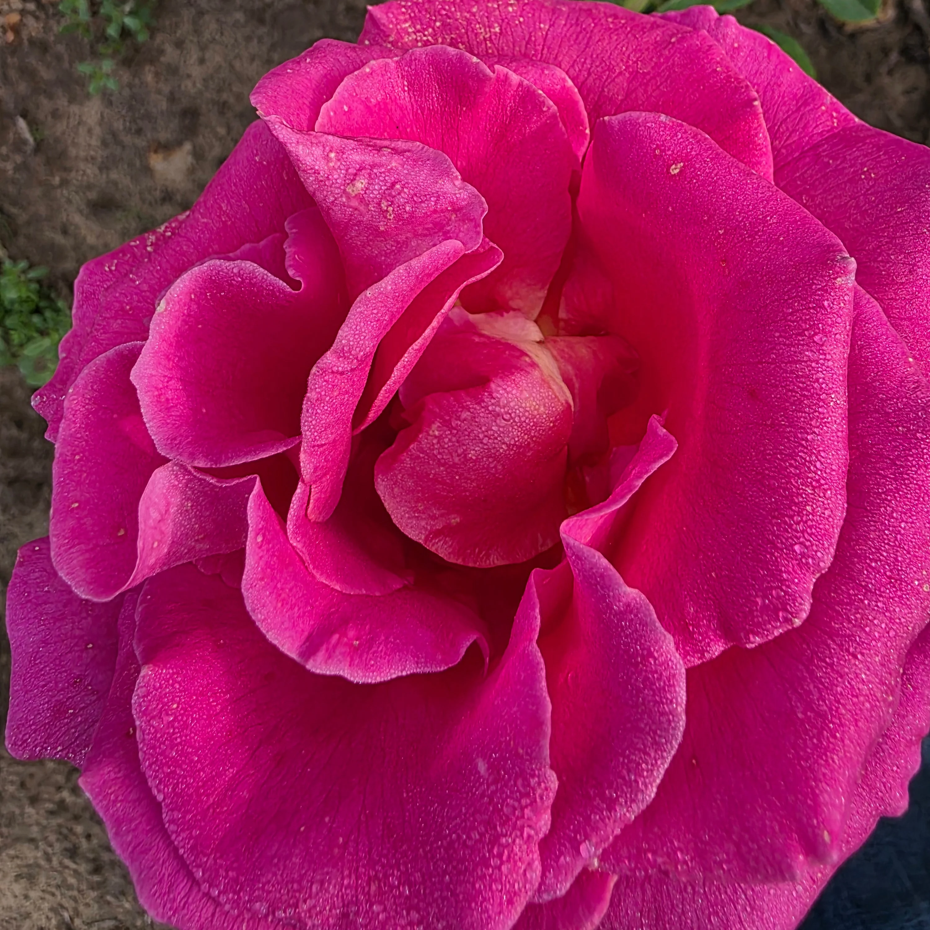 Gentle Giant™ Bare Root Rose Bush - Image 3