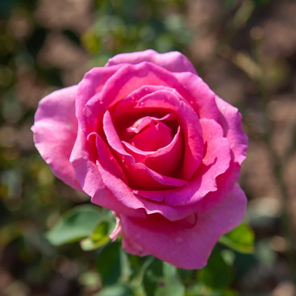 Gentle Giant™ Bare Root Rose Bush - Image 4