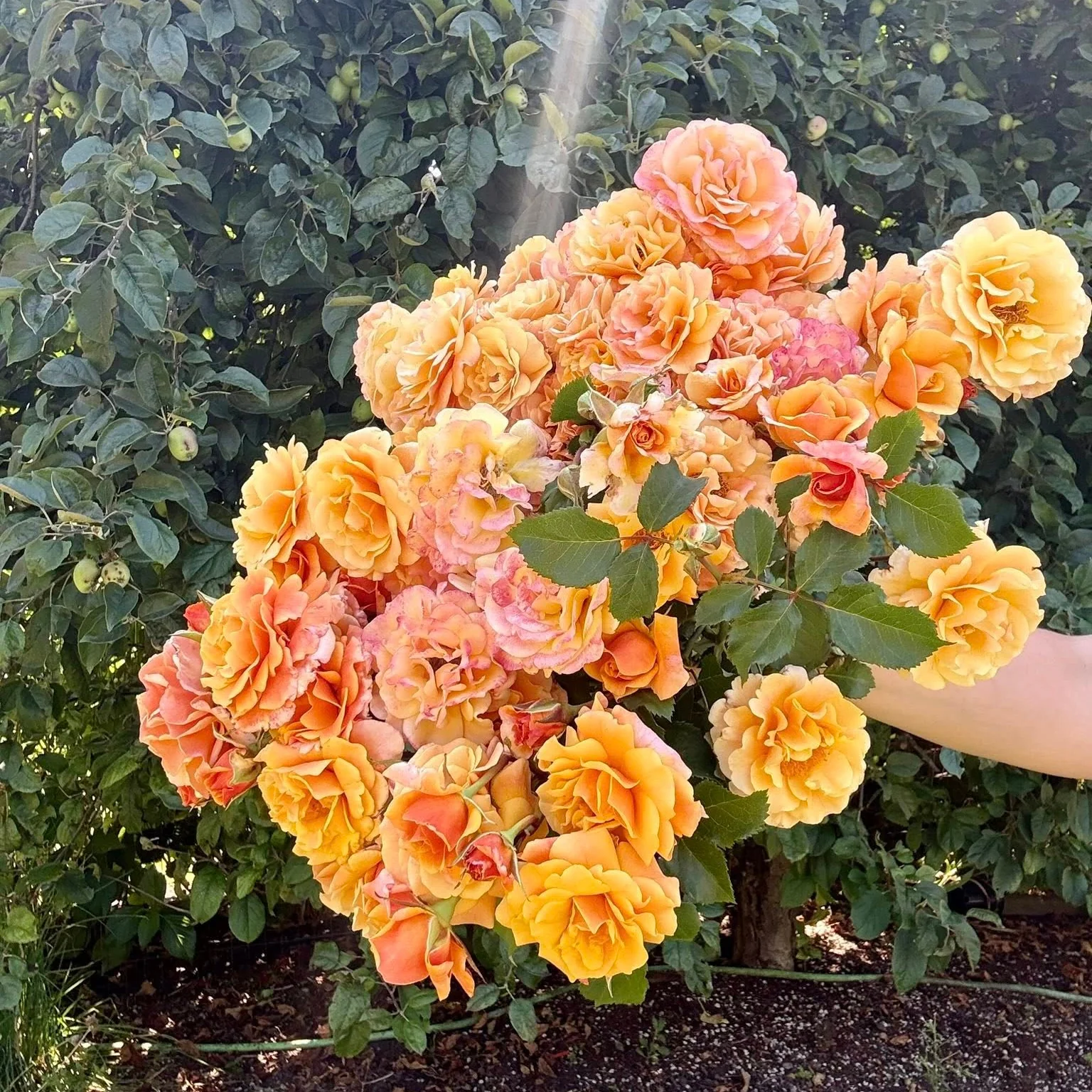 Glowing Inspiration™ Bare Root Rose Bush - Image 3