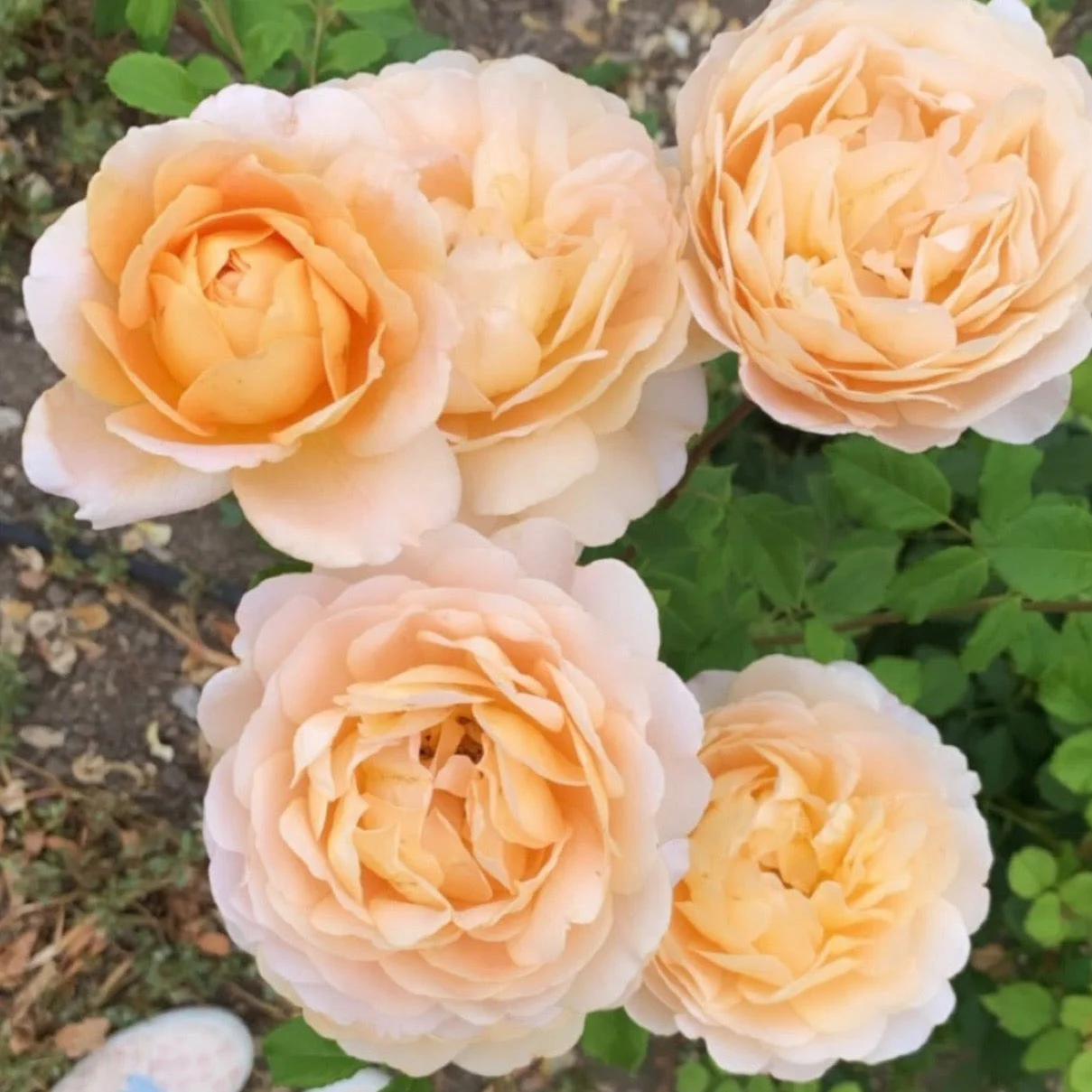 David Austin® Golden Celebration® Potted Climbing Rose - Image 3