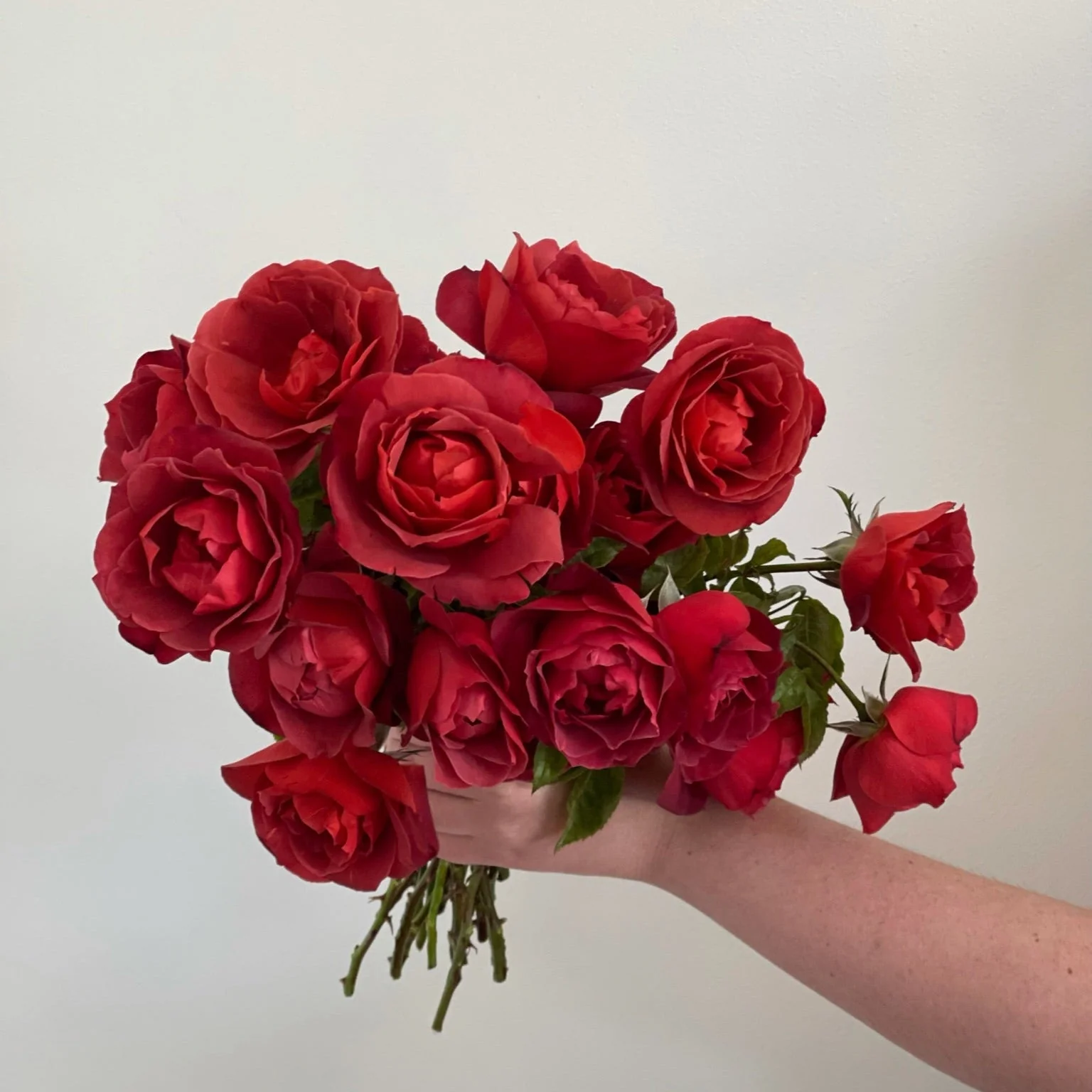 Hot Cocoa™ Potted Rose Bush - Image 3